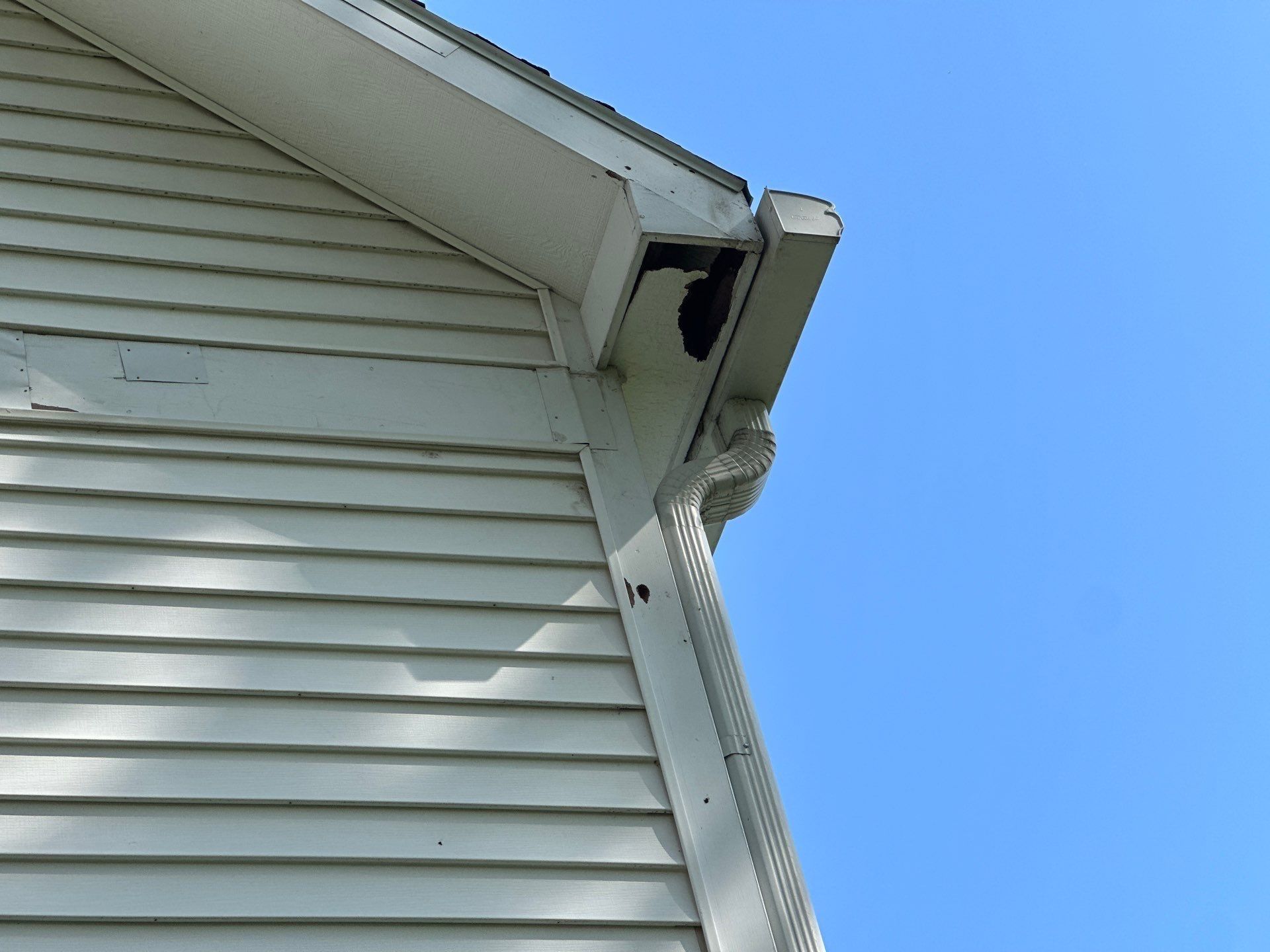 A squirrel hole in a soffit corner by a downspout, seen from below, Bellbrook, Ohio.