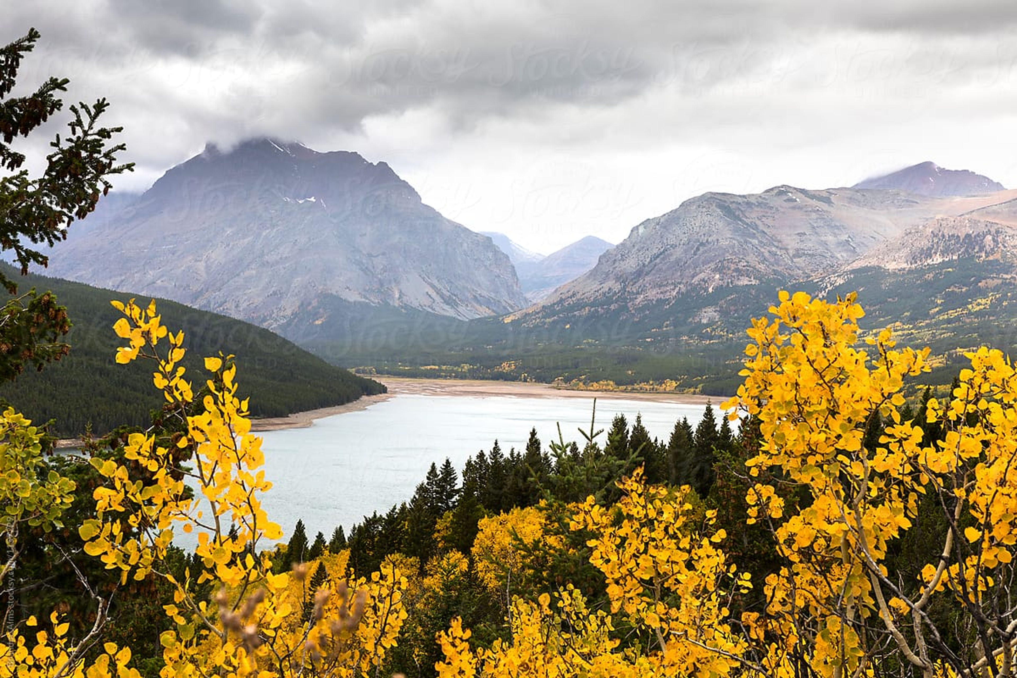 Autumn Aspen Trees in the Mountains at Glacier National Park