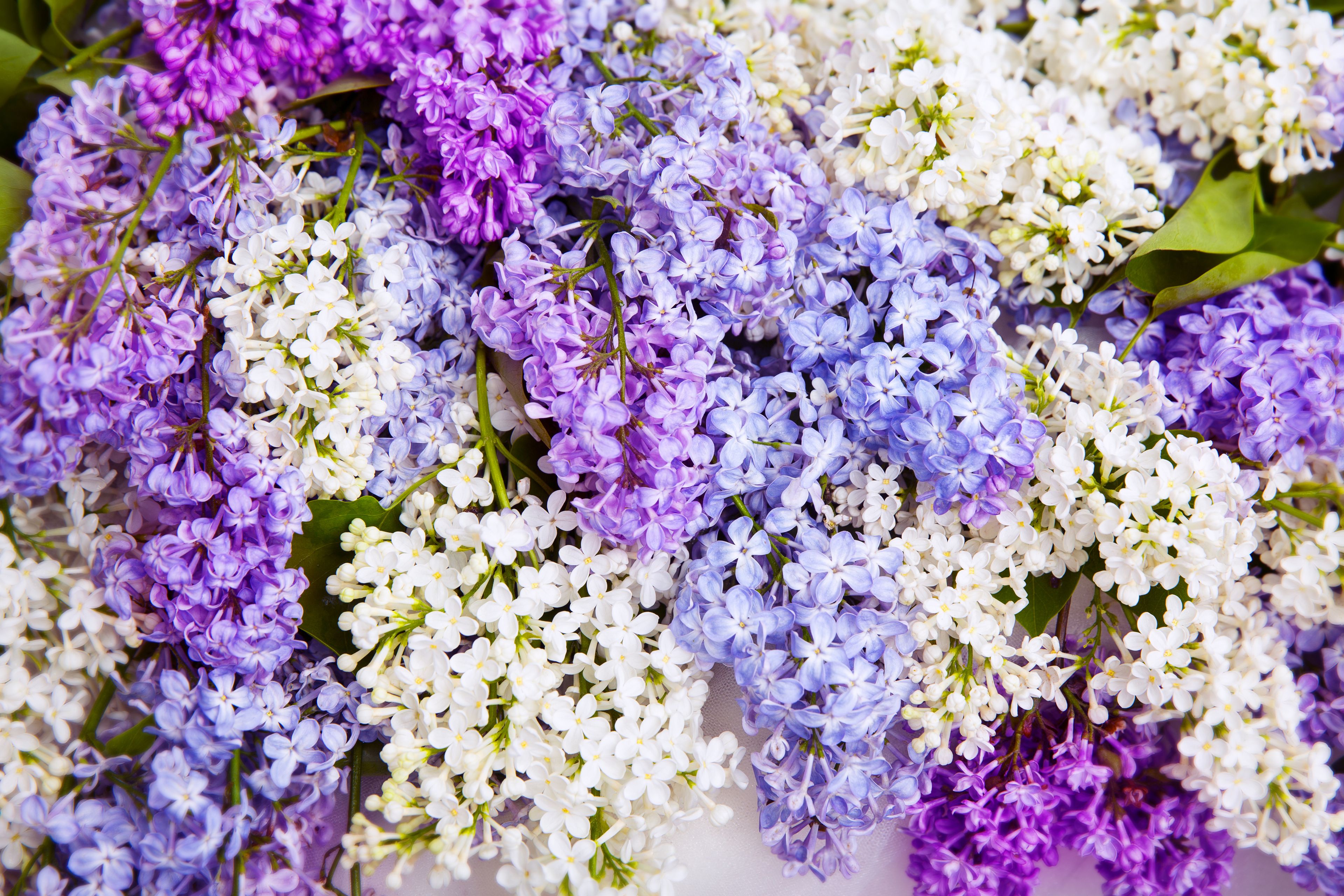 Lilacs