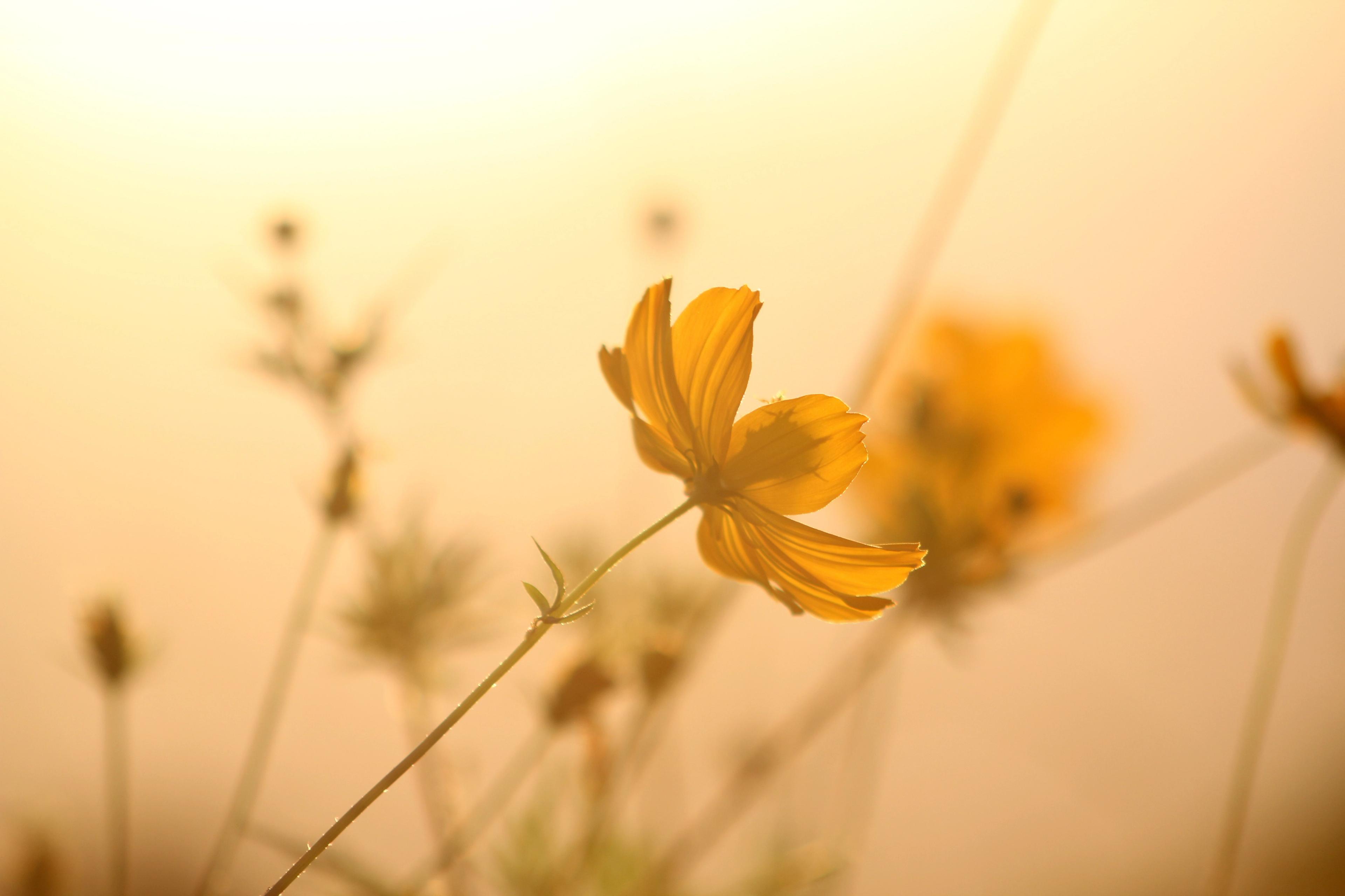 Yellow flowers