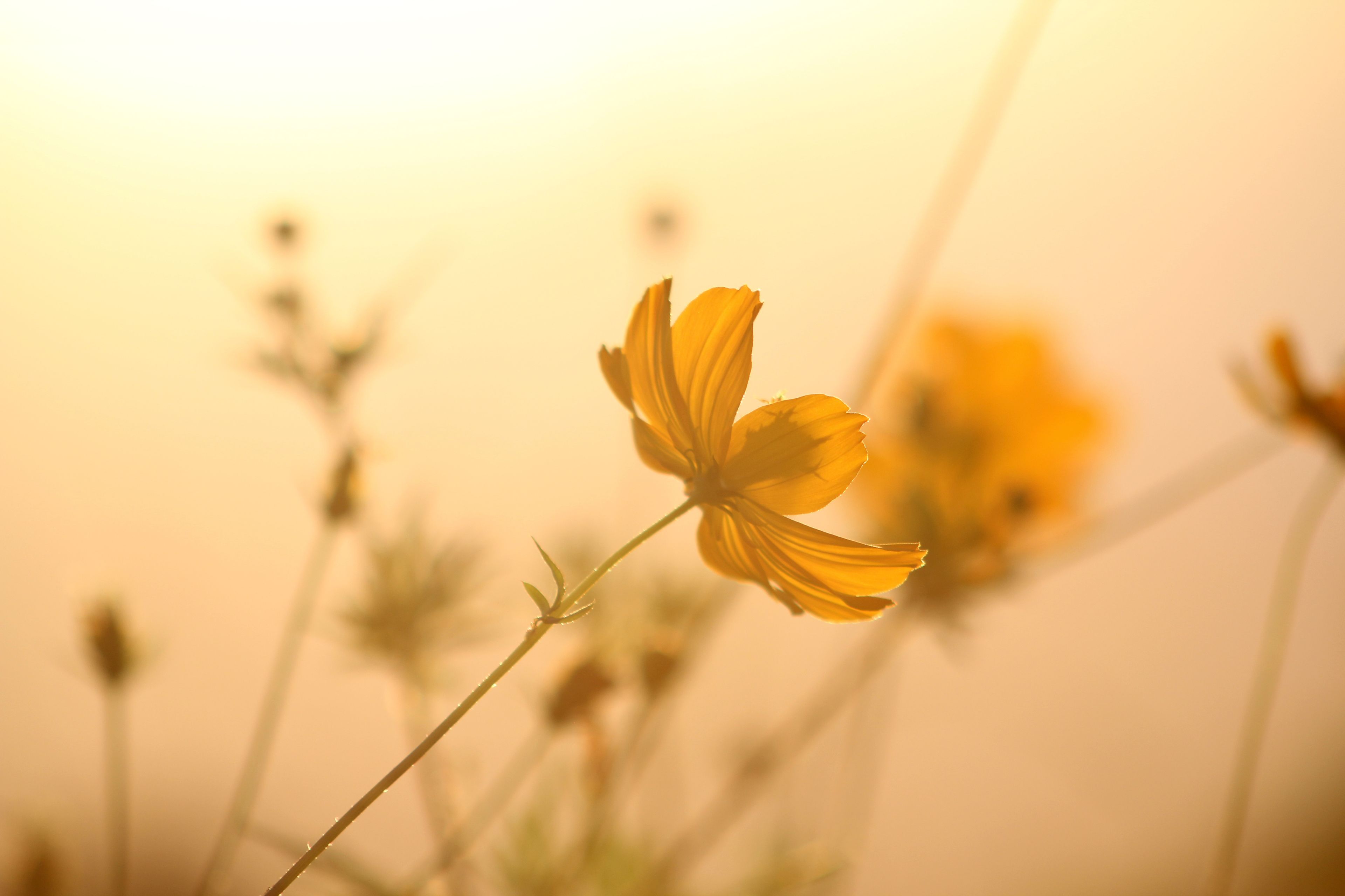 Yellow flowers