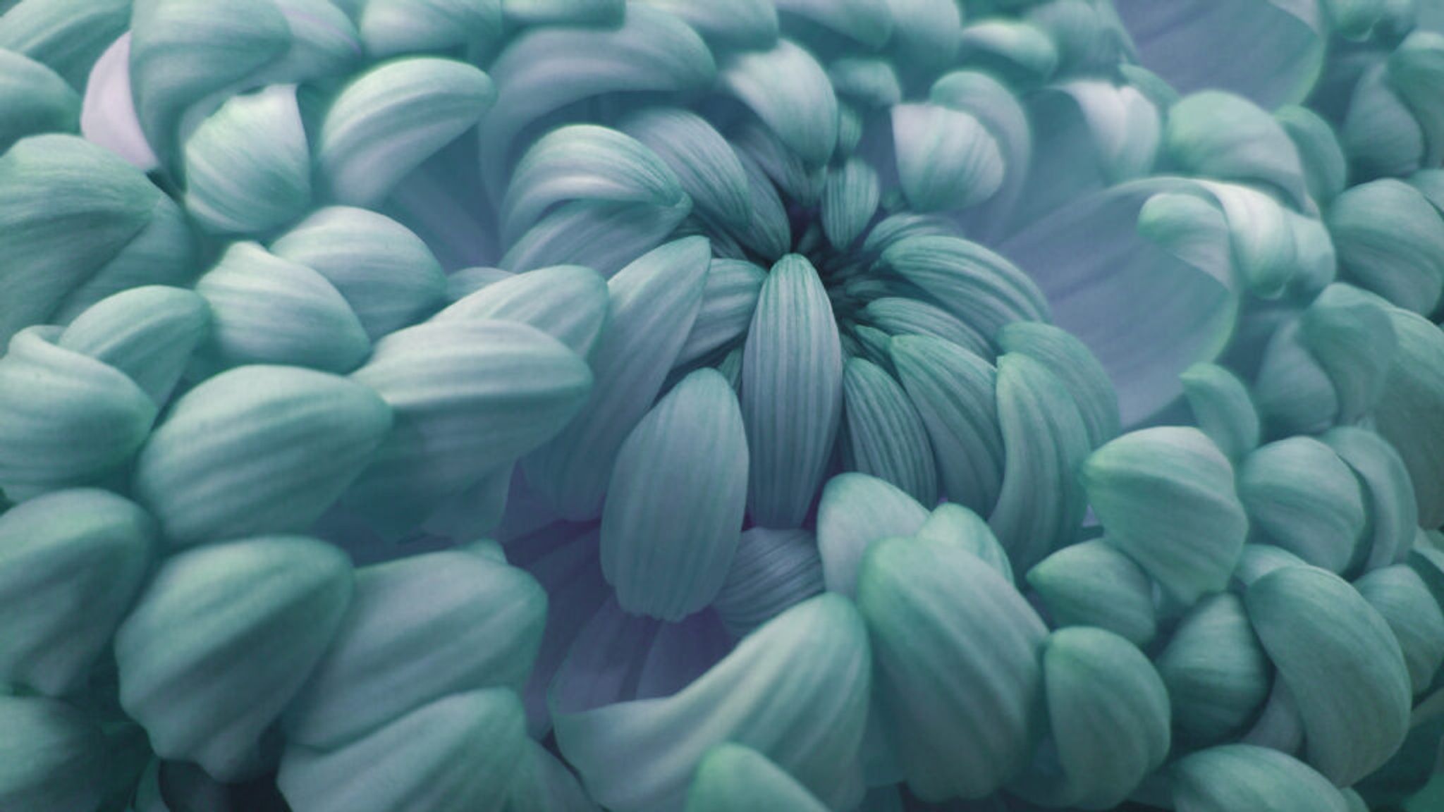 Turquoise-pink big chrysanthemum flower
