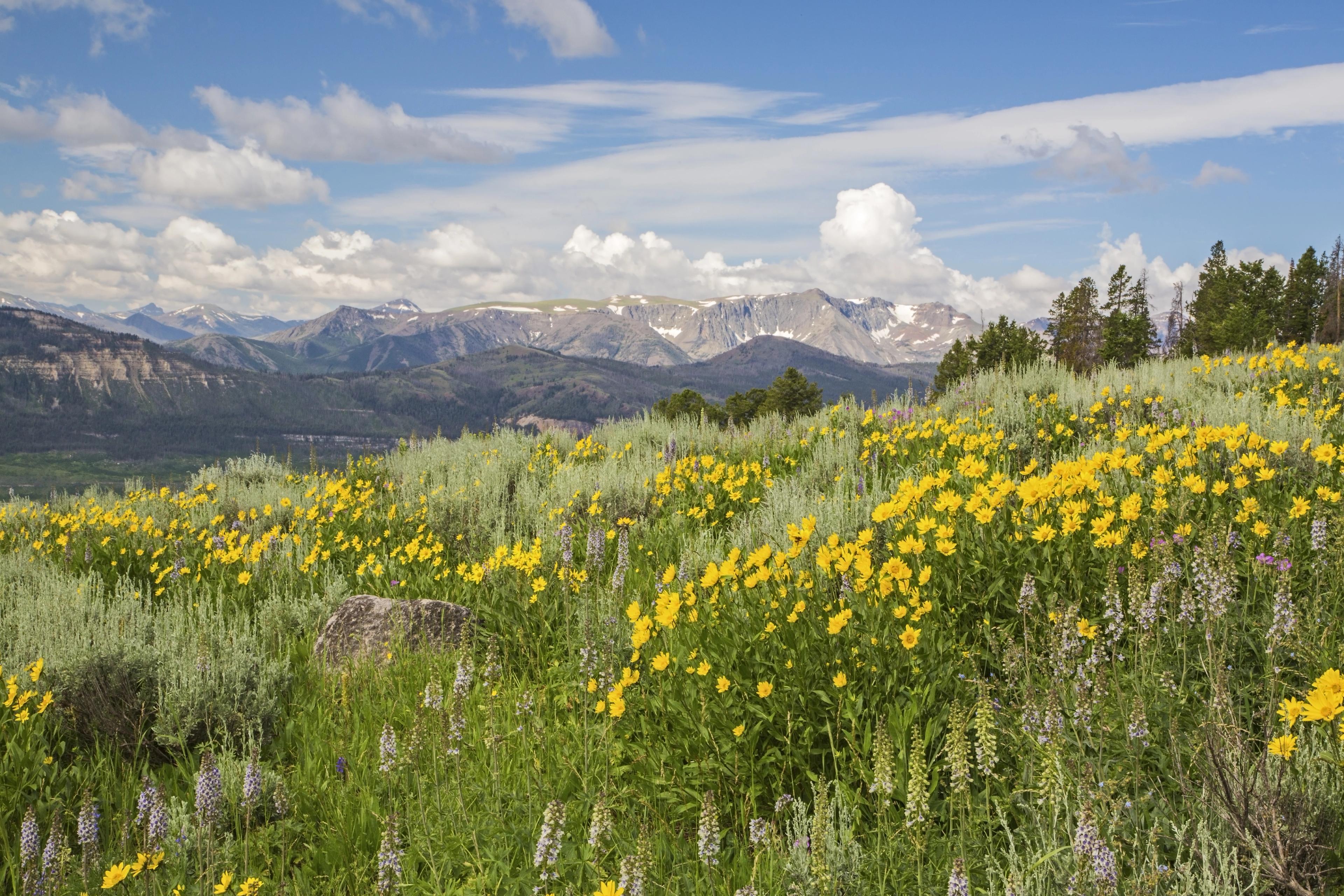 Yellow wildflowers on a hill with mountains in the background