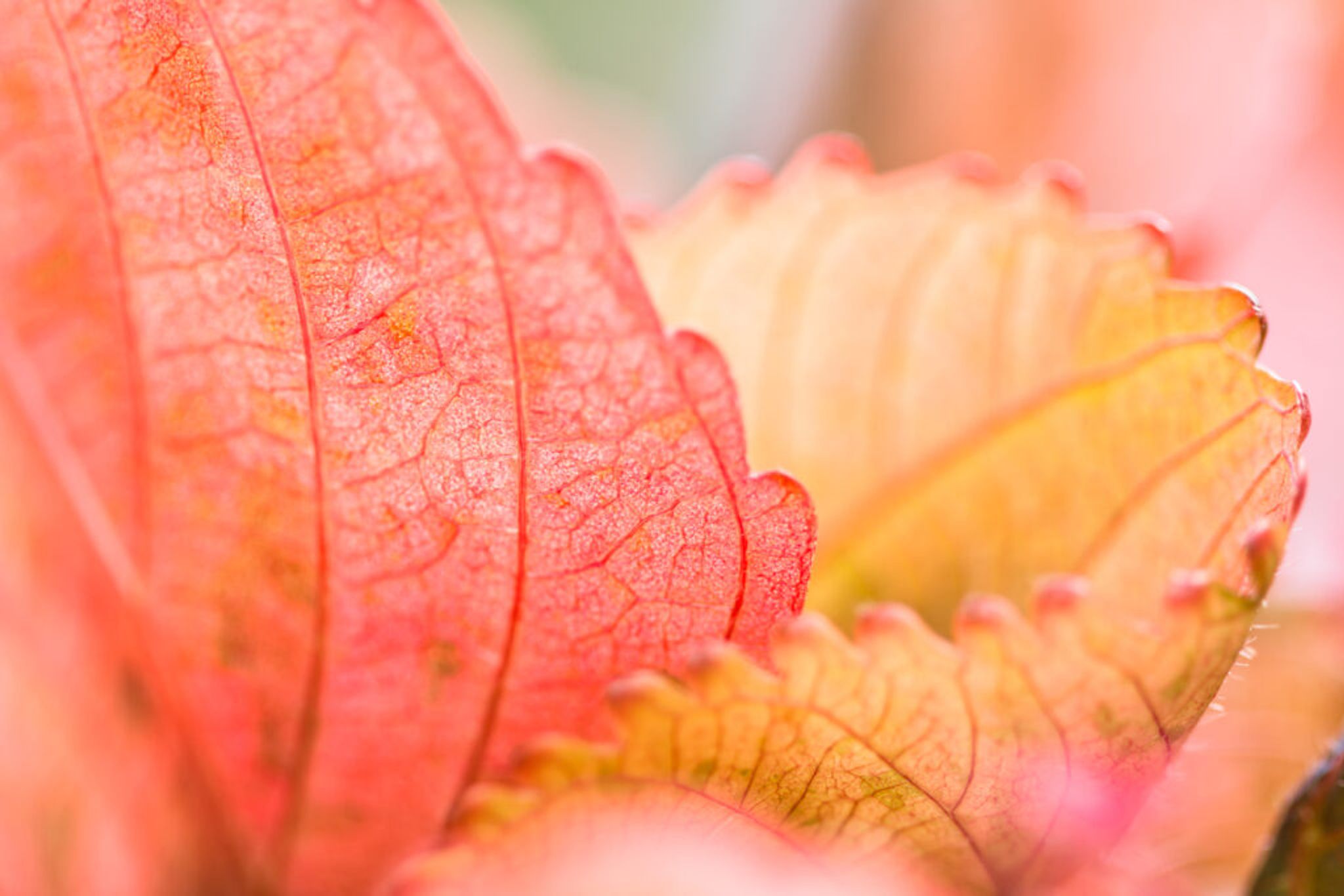 Closeup nature view of Red leaf texture on blurred background in garden with copy space using as background natural greenery plants landscape