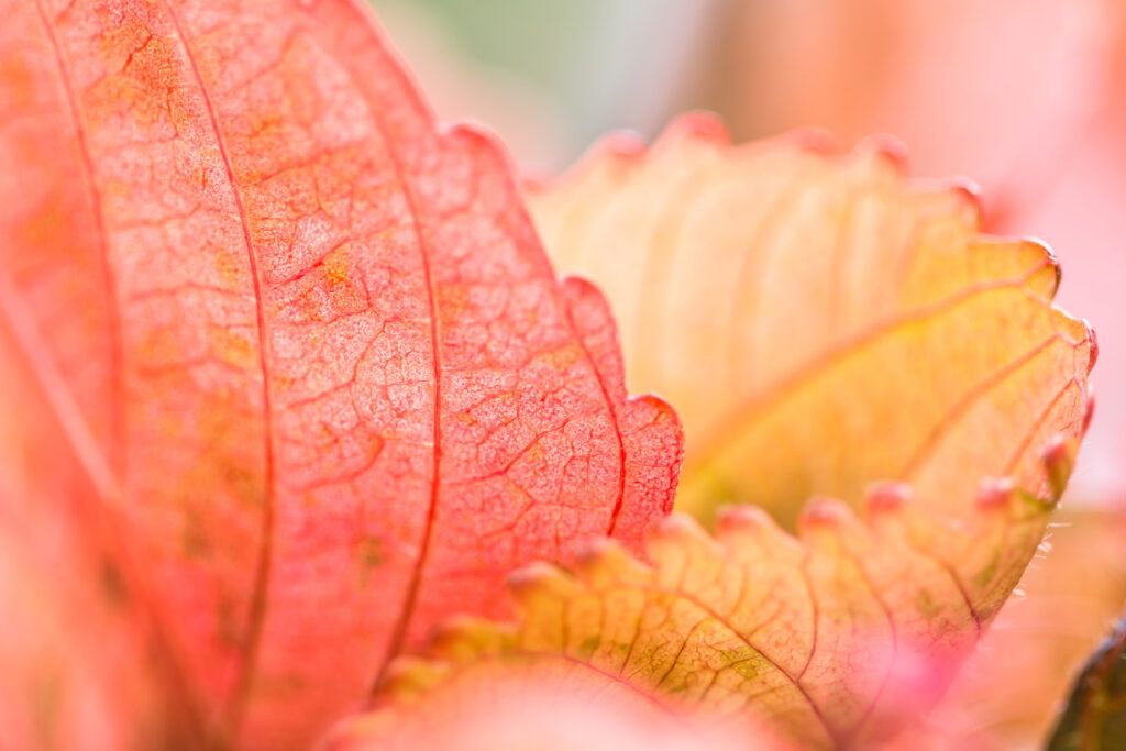 Closeup nature view of Red leaf texture on blurred background in garden with copy space using as background natural greenery plants landscape