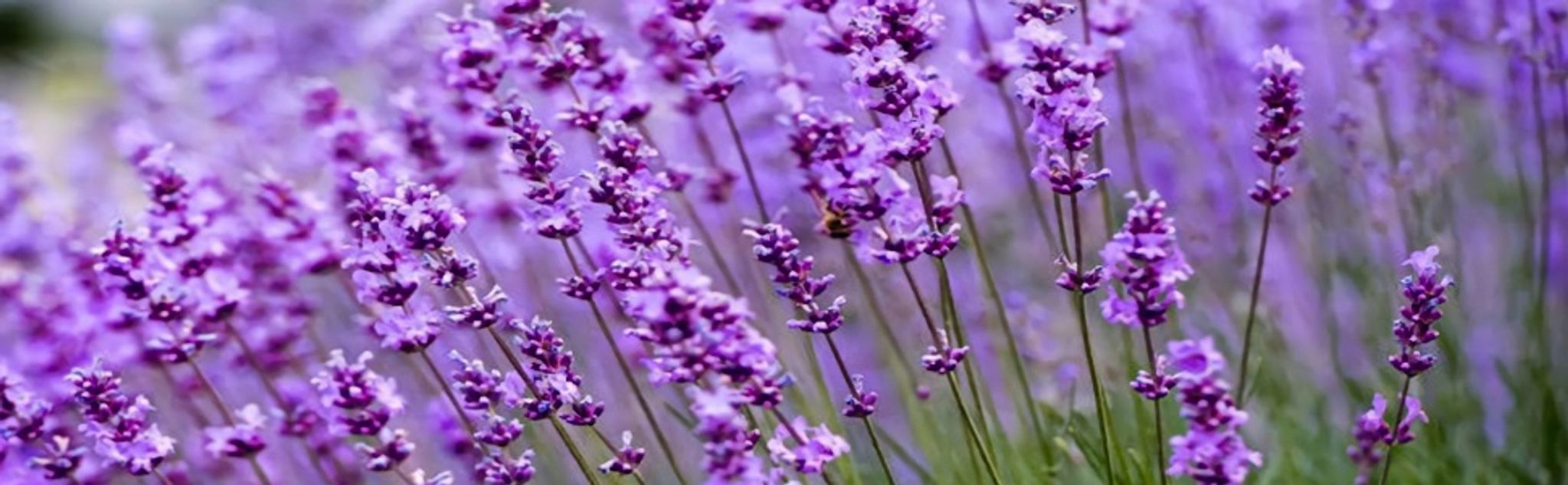 Lavender flowers