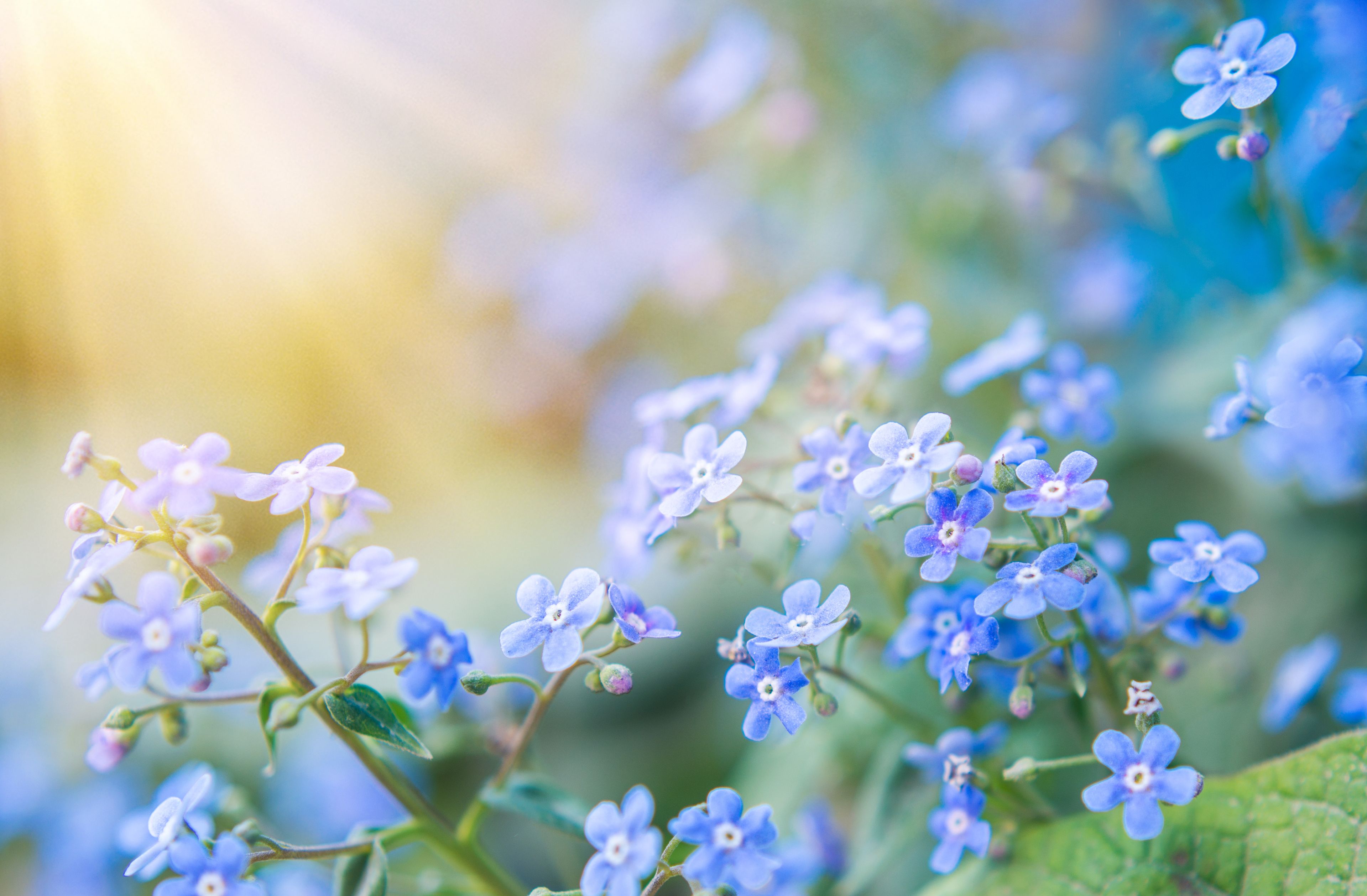 Blue flowers