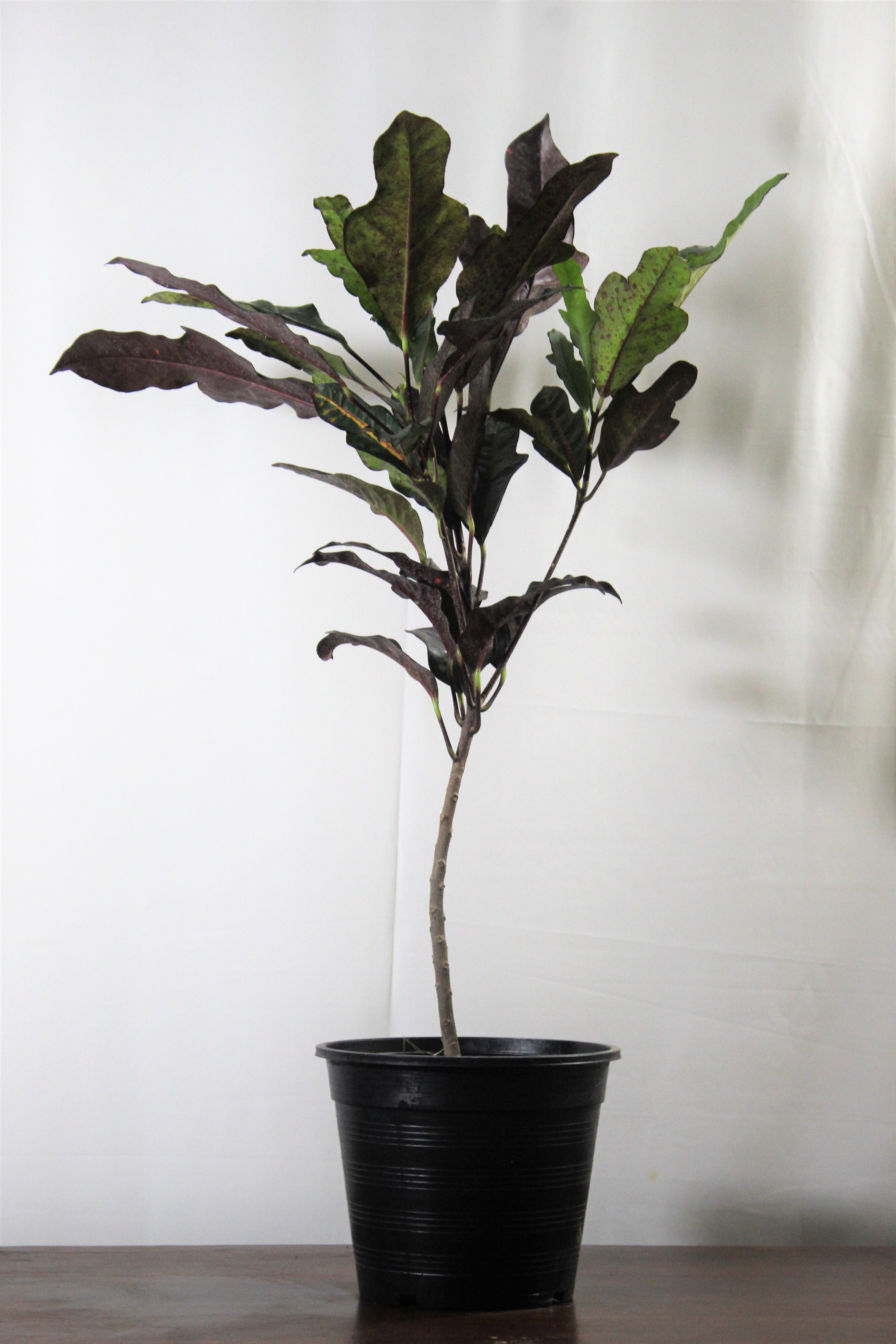 Blooming Croton plant