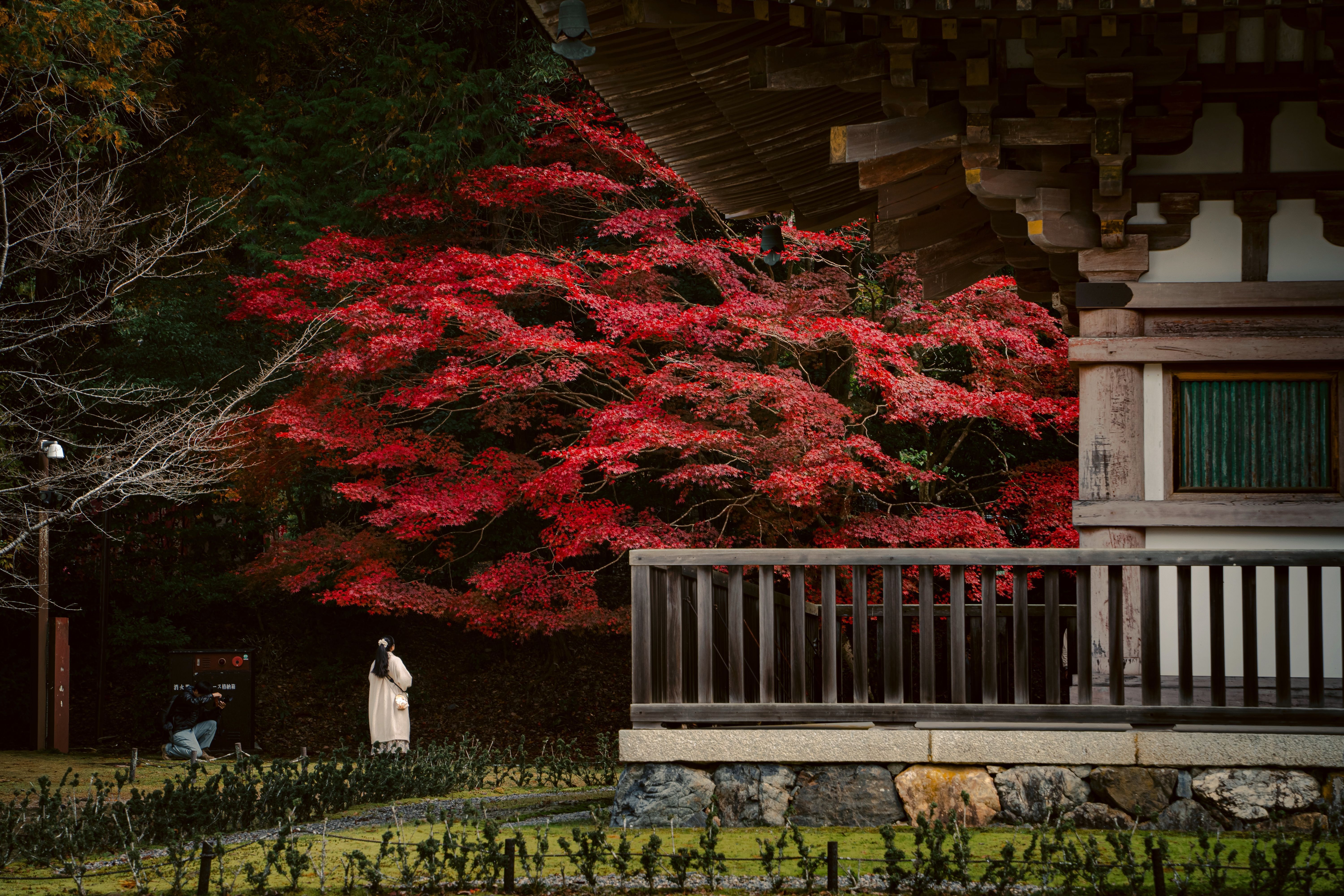Vibrant red maple trees beside a traditional wooden temple building in Kyoto during Japan's autumn season