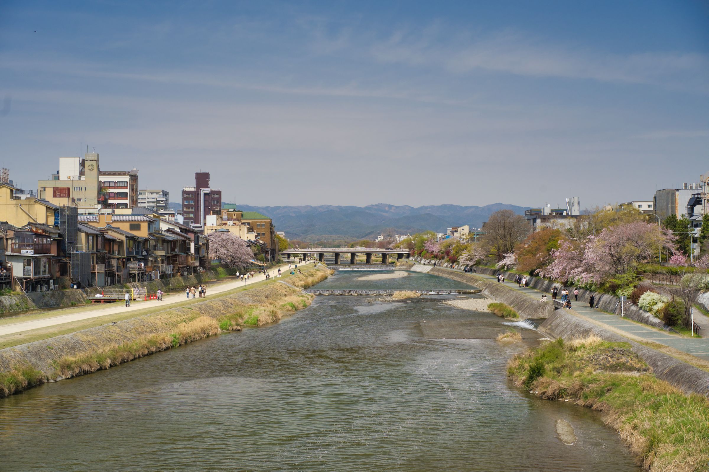 Cherry trees in bloom along the Kamo River in Kyoto, with riverside houses and the northern hills behind