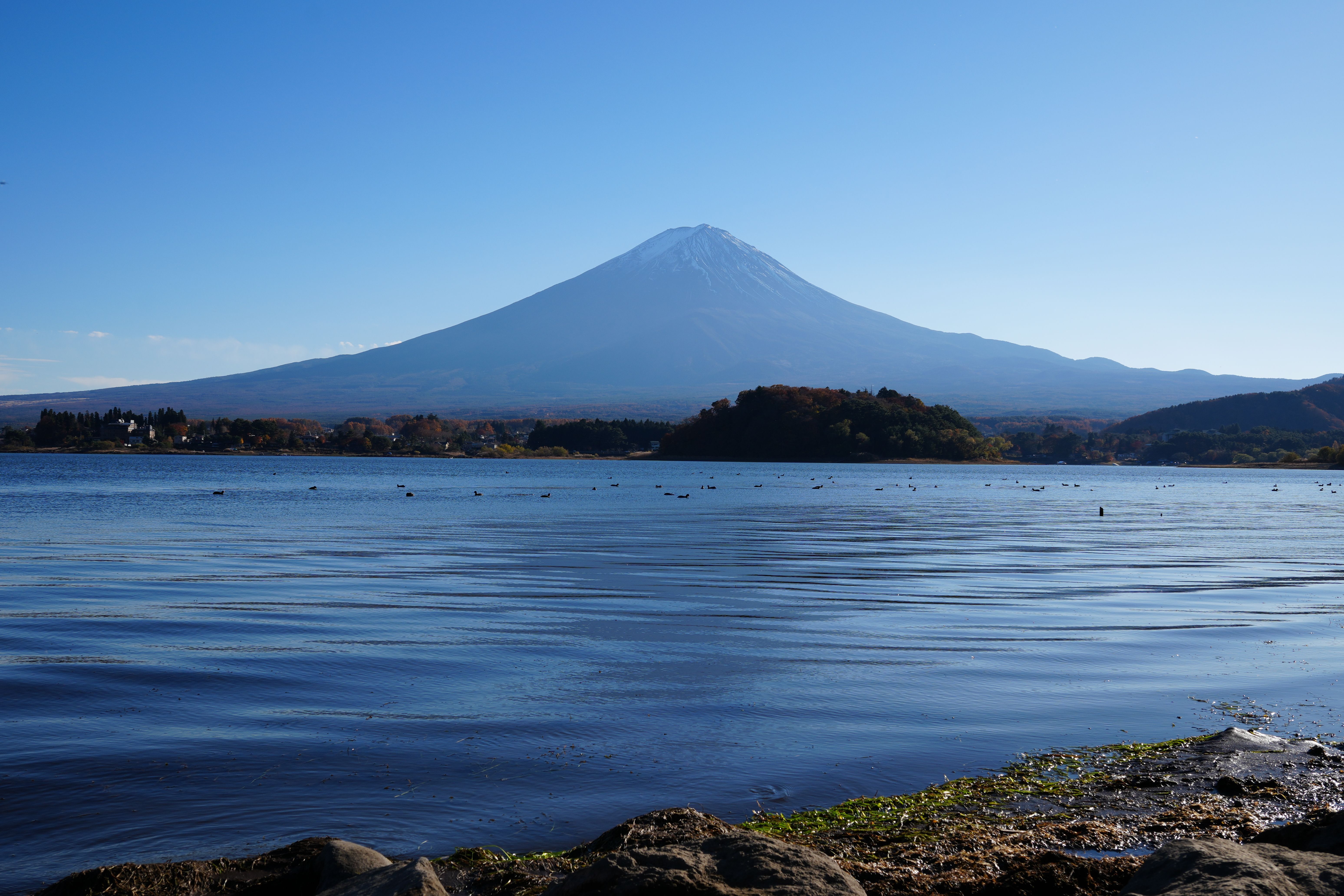 Mount Fuji rising above Lake Kawaguchi under a clear blue sky, seen across the water from the lakeshore