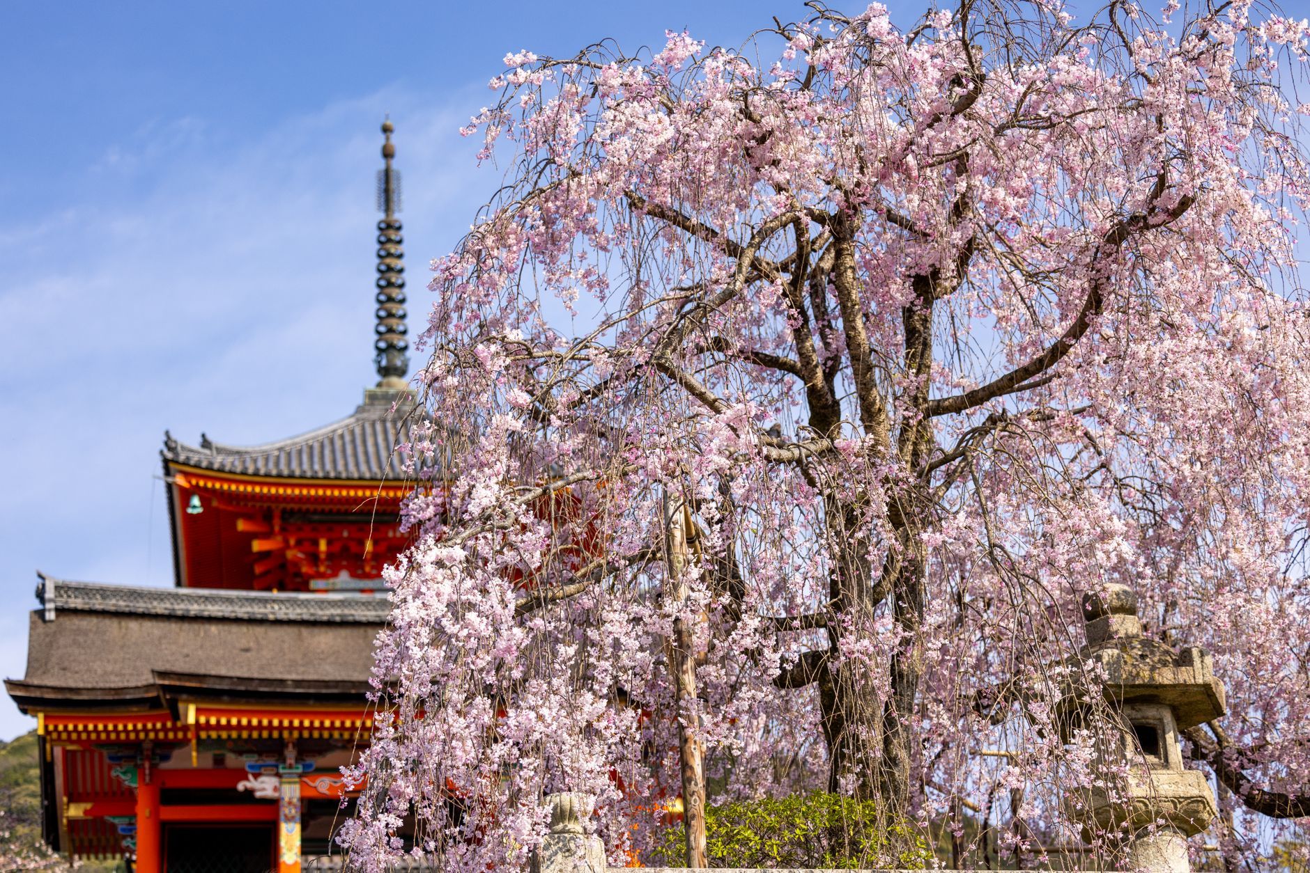 Cherry blossoms in spring in front of Kiyomizu-dera Temple in Kyoto, Japan
