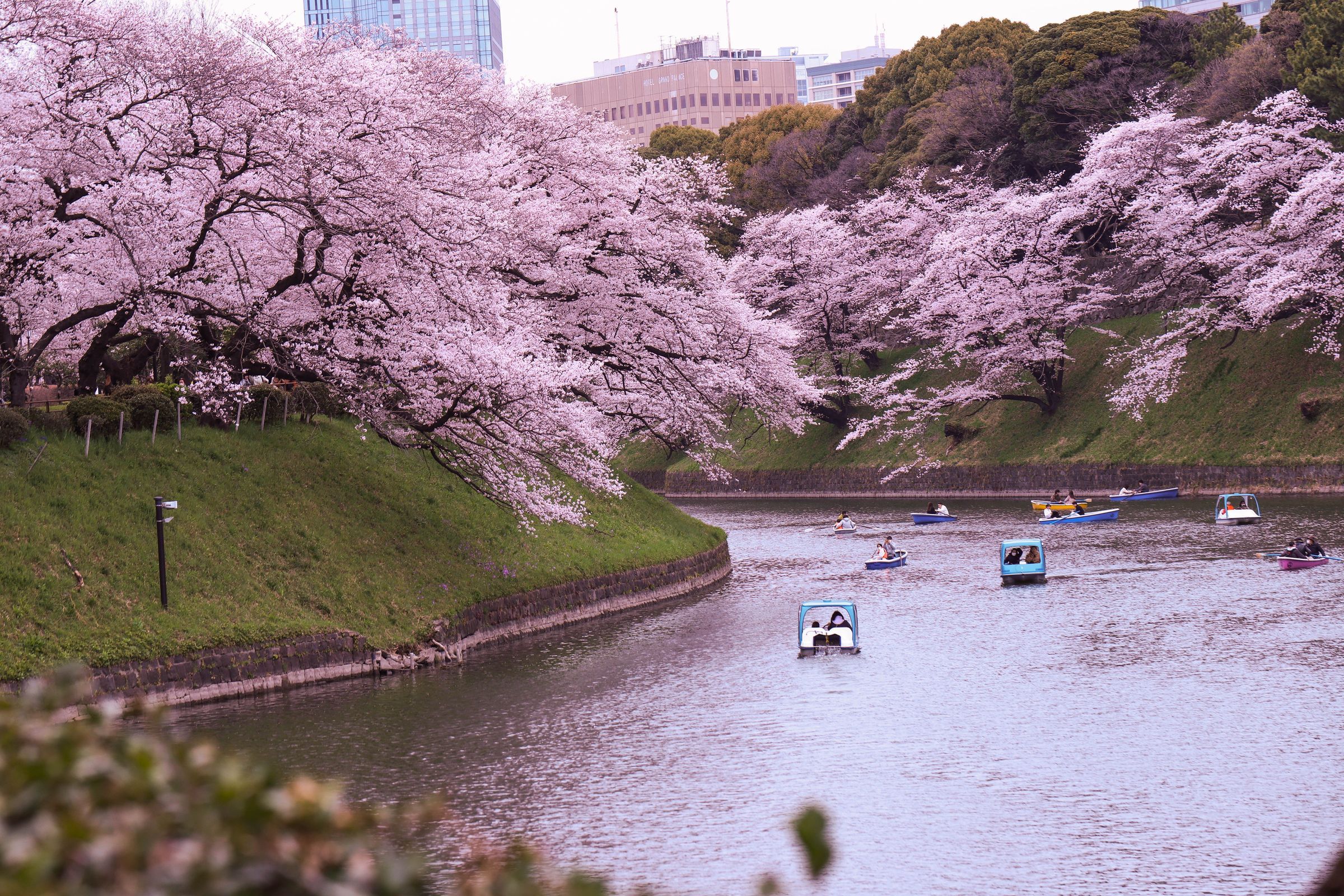Cherry blossoms in full bloom lining the Chidorigafuchi moat in Tokyo, Japan