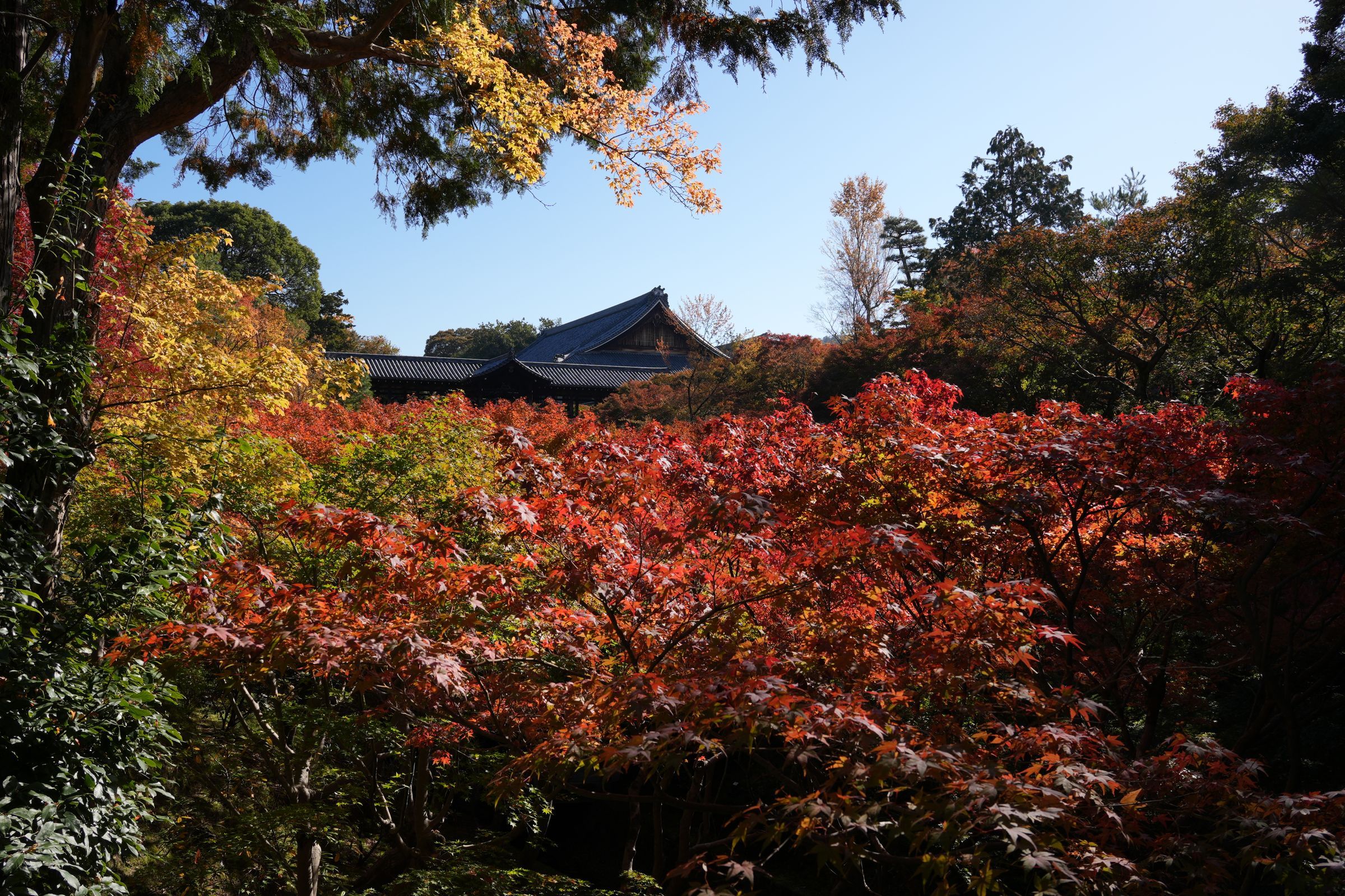 Autumn maples in full red and orange around Tofuku-ji Temple in Kyoto, Japan, at November foliage peak