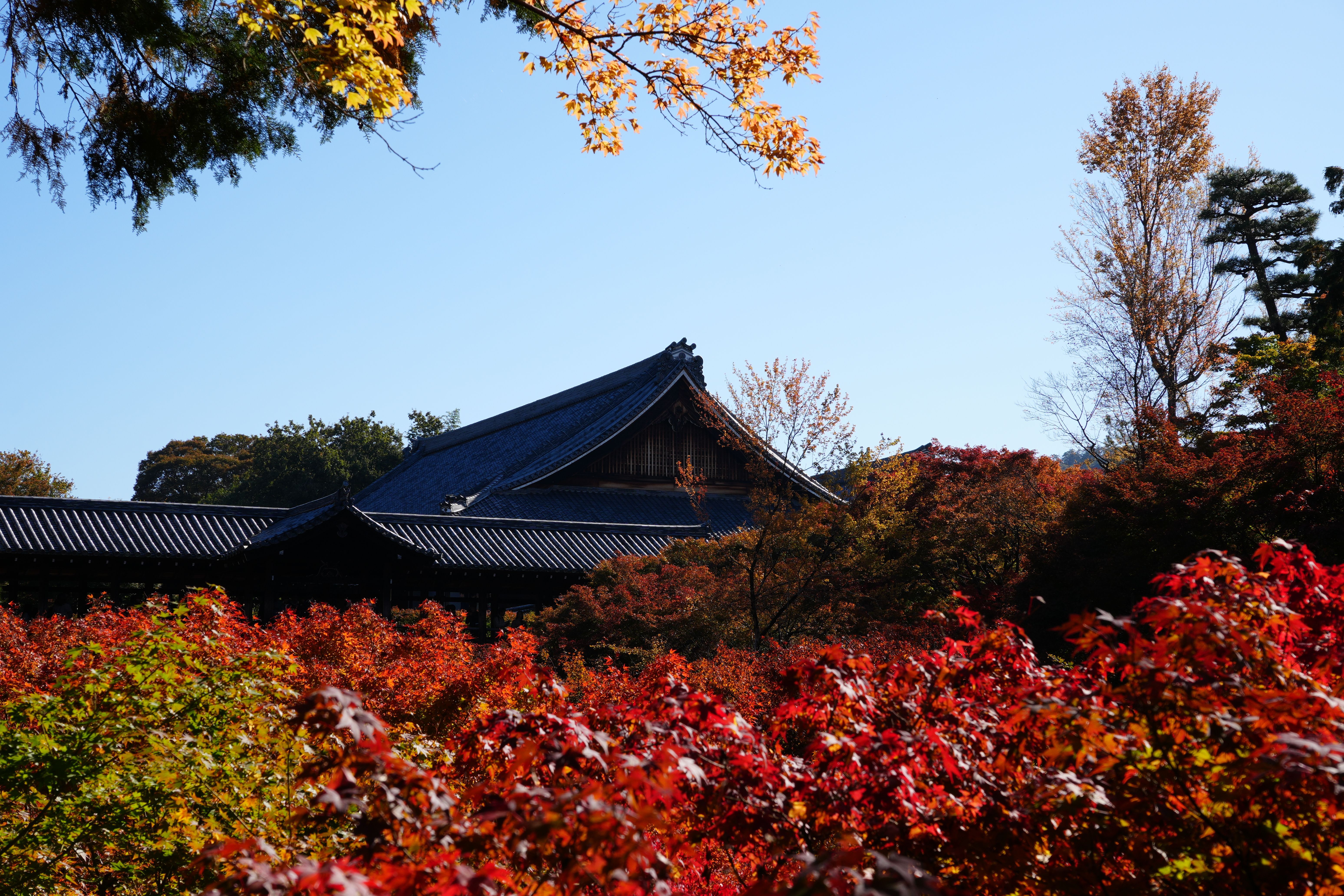 Vibrant red and orange autumn maple foliage at Tofuku-ji temple in Kyoto, Japan in November
