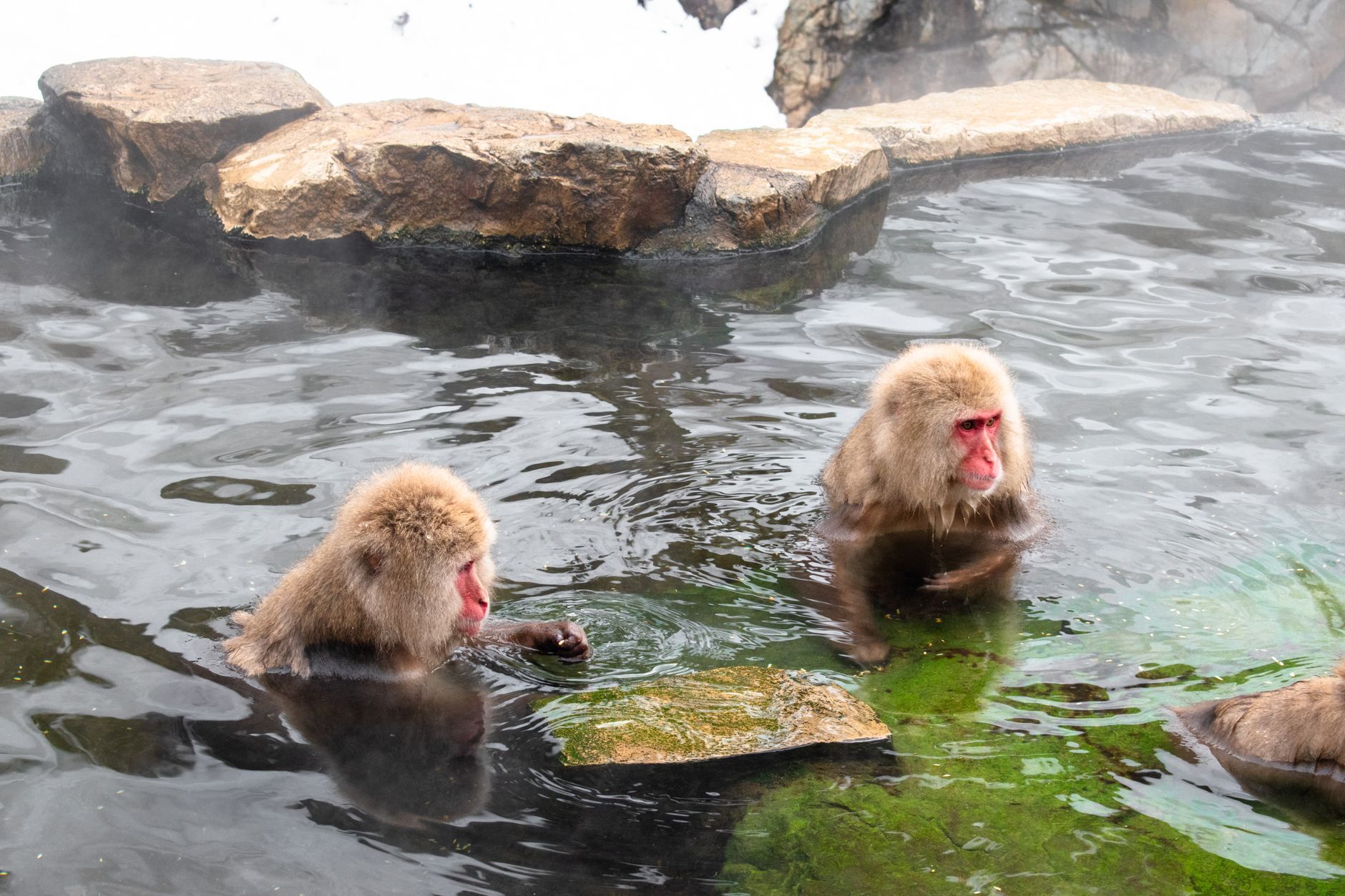 Japanese macaques sitting in a steaming hot spring pool surrounded by snow at Jigokudani, Yamanouchi, Nagano
