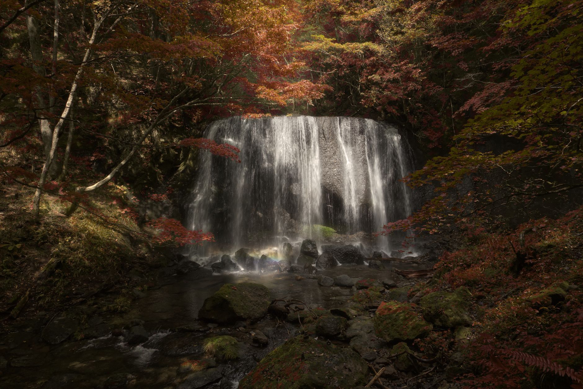 Waterfall pouring through dense autumn foliage in a Tohoku gorge, northern Japan
