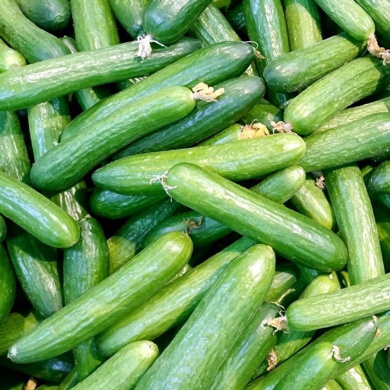 Cucumber | Kheera