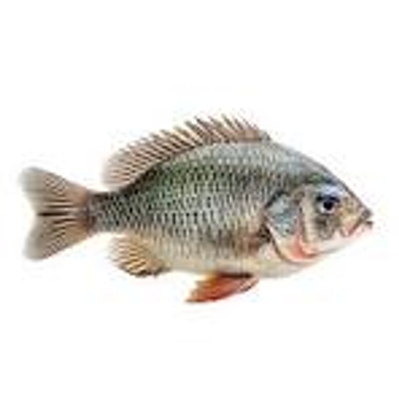 Fish bundle | machli