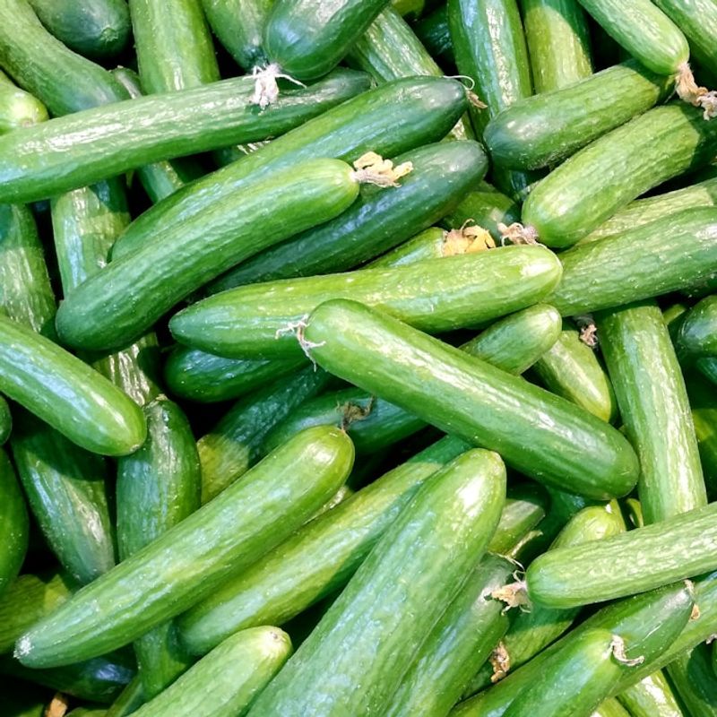 Cucumber | Kheera
