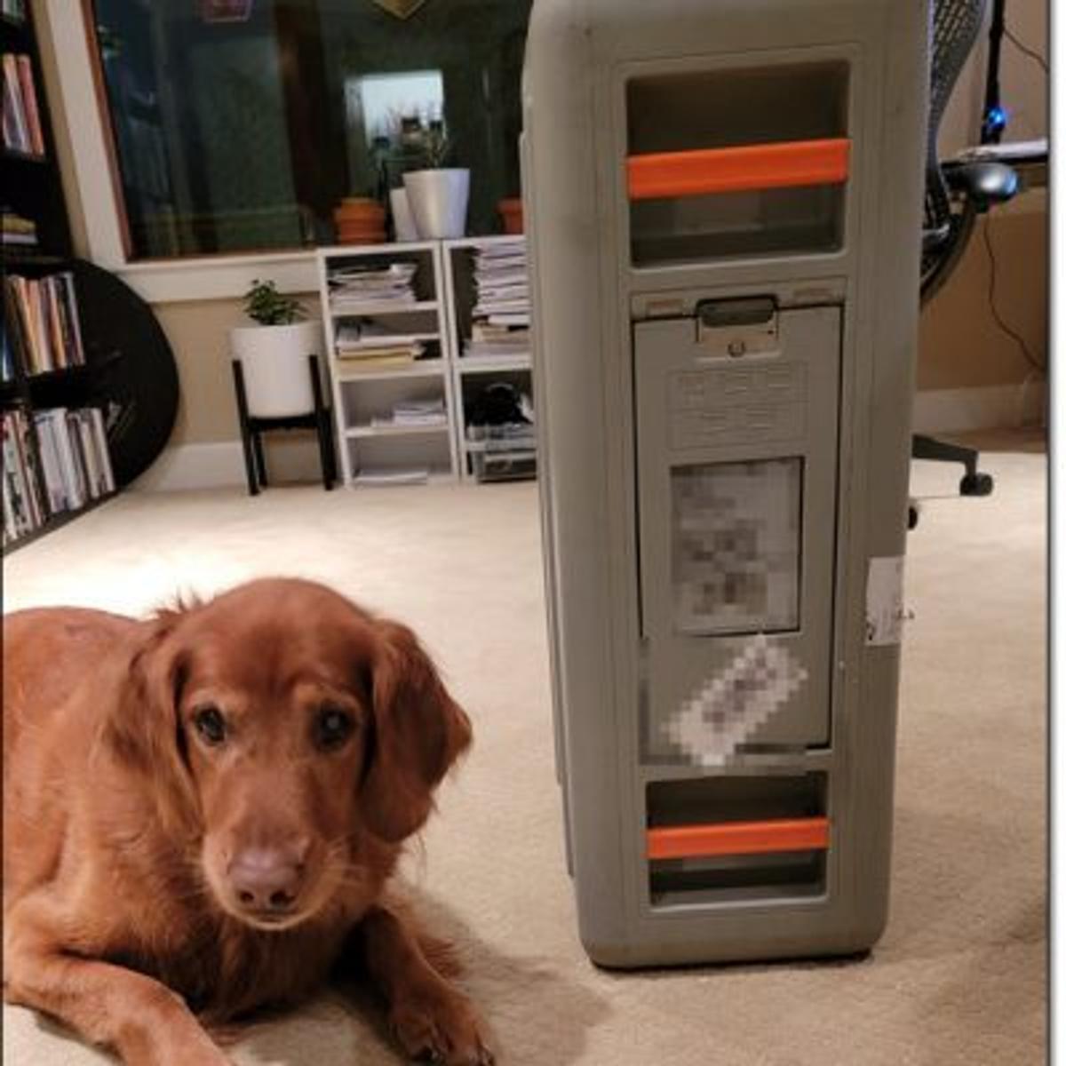 Dog