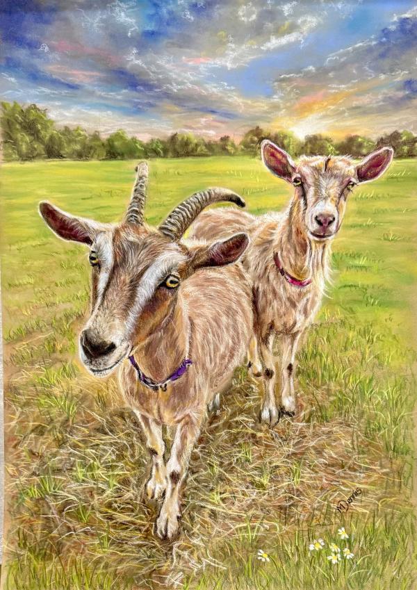 Goats