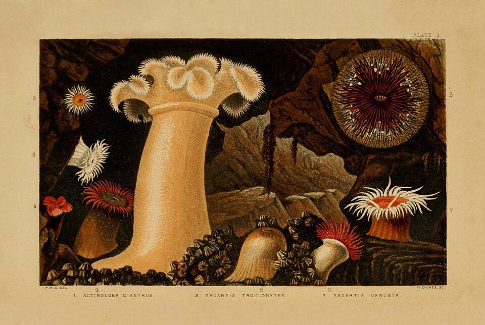 A coloured nineteenth-century plate of sea anemones with a large pale plumose anemone at the centre.