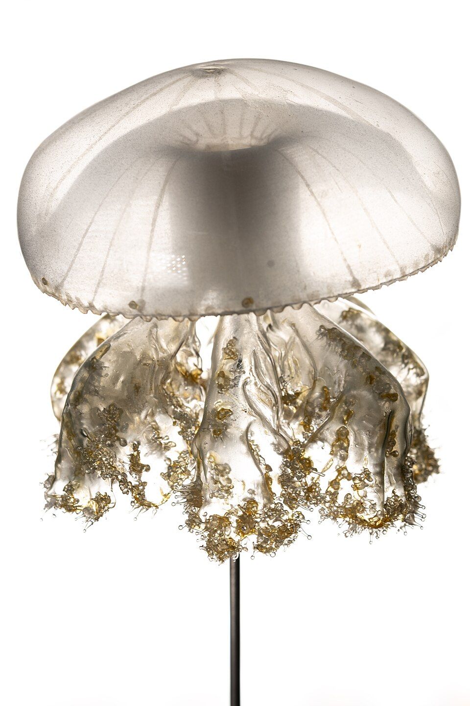 A pale translucent glass jellyfish with branching mouth arms below its bell.