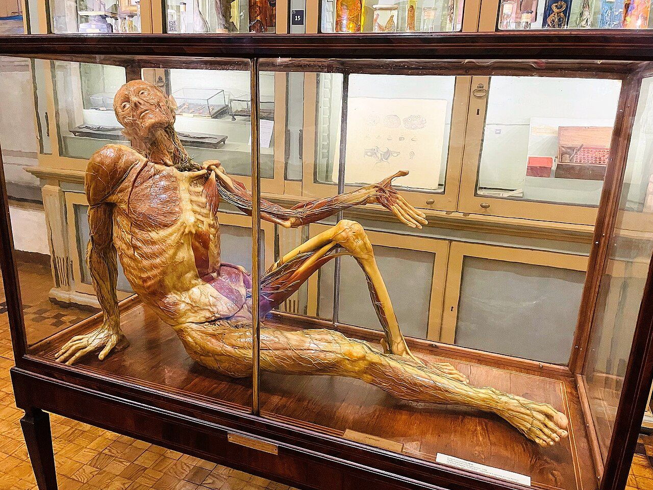 A seated male wax figure in a glass case, with exposed muscles and vessels and one arm extended.