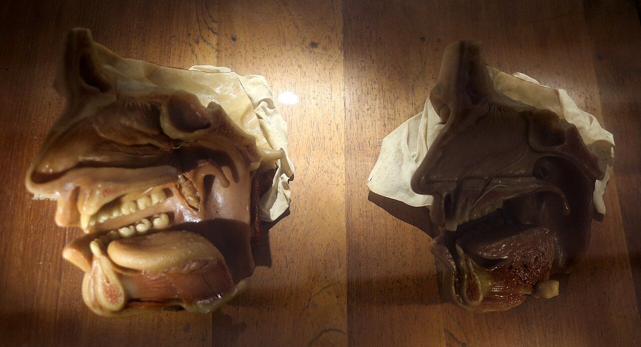 Two wax sections through a human head showing the interior of the nose and mouth.