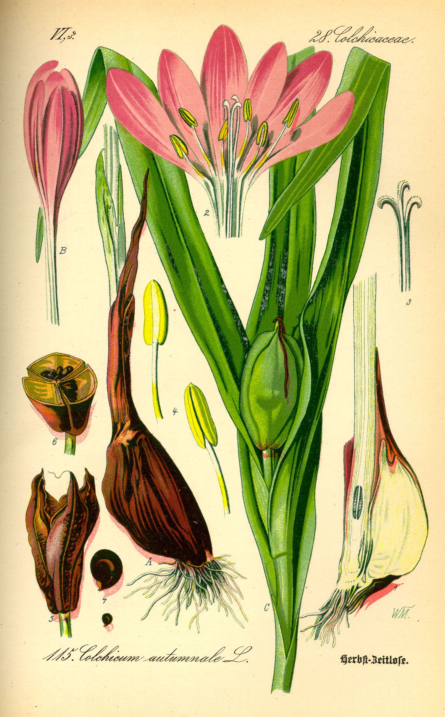 A botanical plate of Colchicum autumnale with flowers, leaves, underground organs and smaller anatomical details.