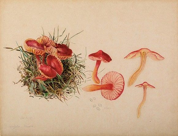 A watercolour of red waxcap mushrooms growing in moss, with separate specimens, a cut section and small spore studies