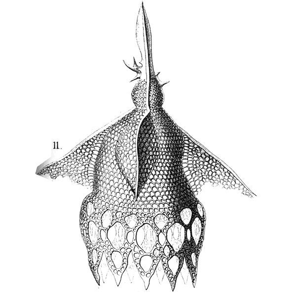 An 1887 scientific drawing of a three-chambered lattice shell with a long horn and triangular side wings