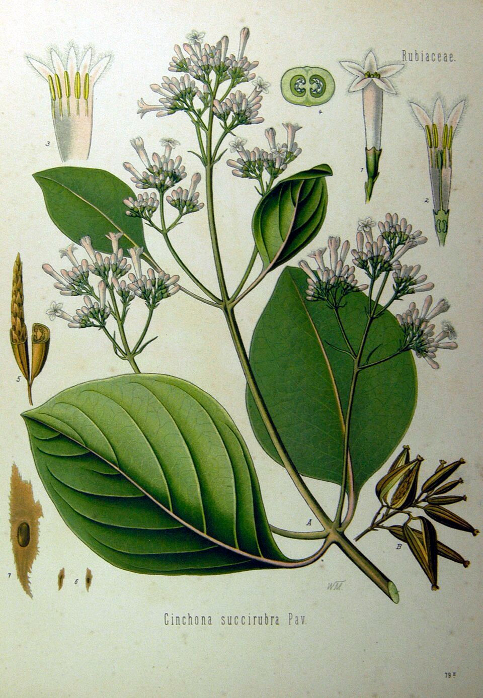A botanical plate of red-bark cinchona with flowers, leaves and bark.