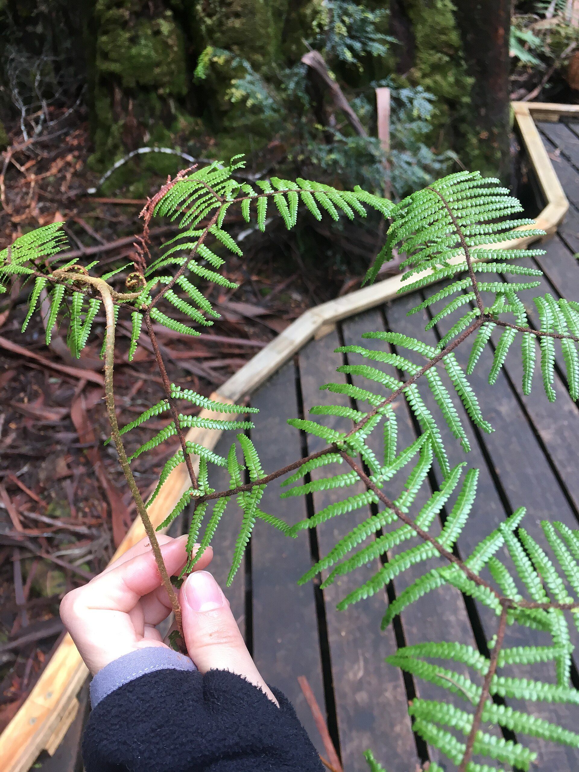 Fine branching fronds of Gleichenia microphylla growing in Tasmania.