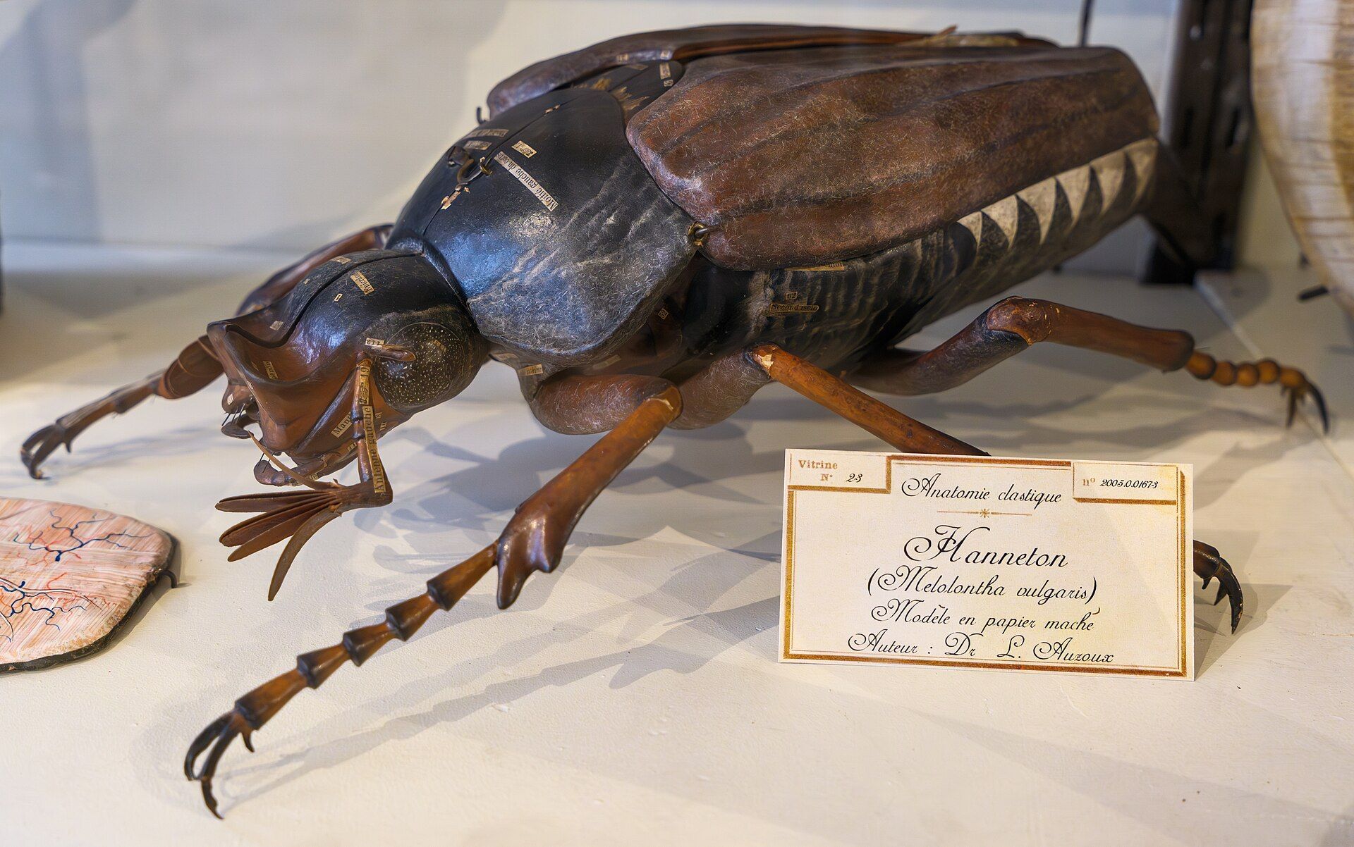 A large brown beetle model on a wooden display base.