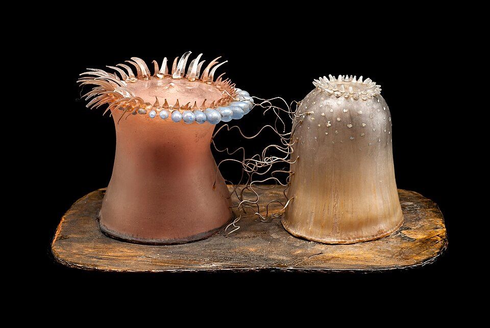 Two glass anemones on one base, with fine threads extending between an expanded animal and a contracted one.