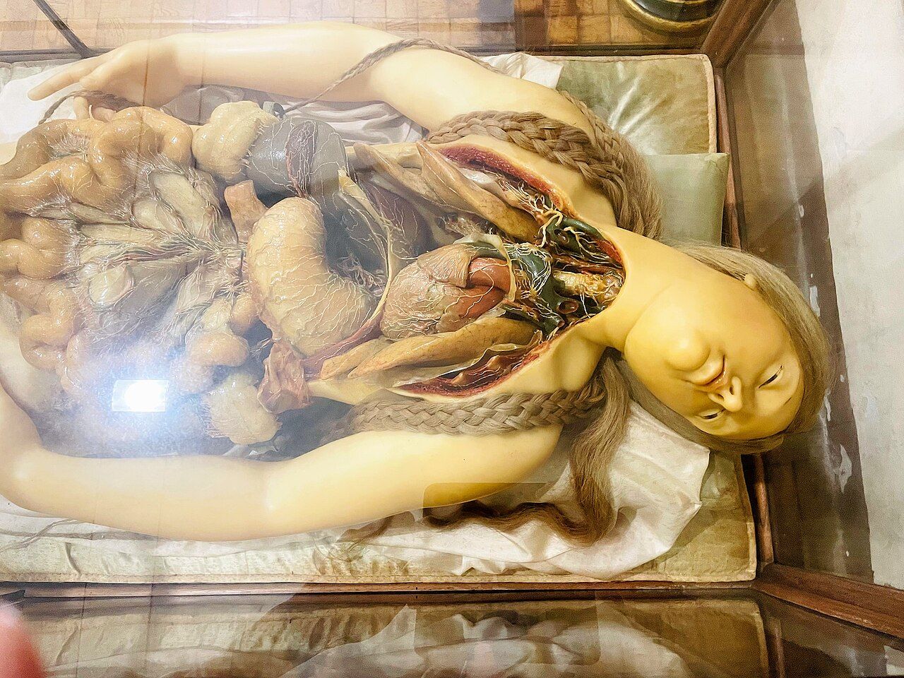A reclining female wax figure with an opened torso, displayed on a pillow inside a glass case.