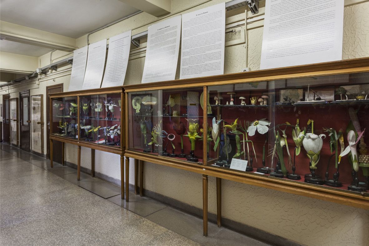 A university corridor lined with glazed wooden cabinets containing enlarged botanical models.
