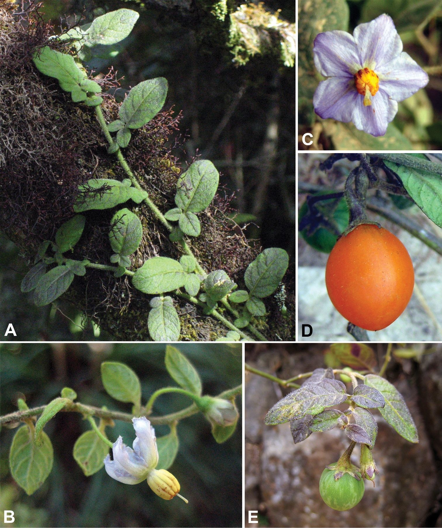 A modern scientific photo plate of Solanum baretiae showing leaves, purple flowers and orange and green fruit
