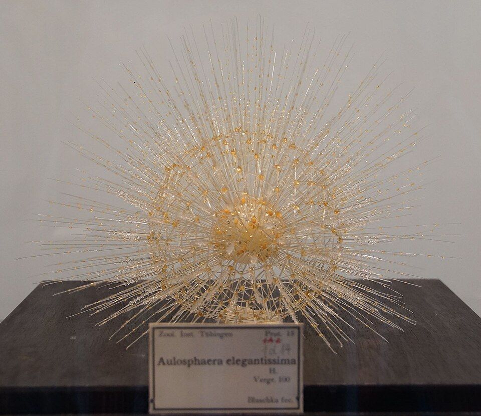 A spherical lattice of glass with fine rays, displayed above a museum label.