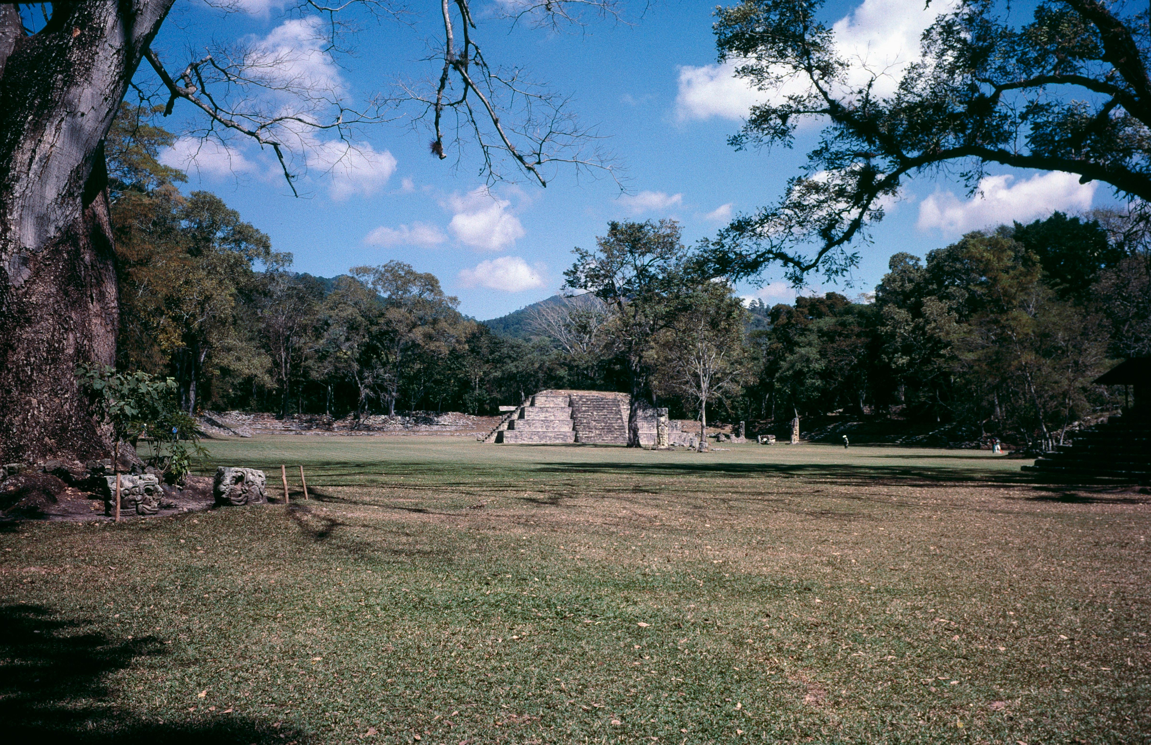 The open plaza at Copán, with a stepped structure and carved stones under trees