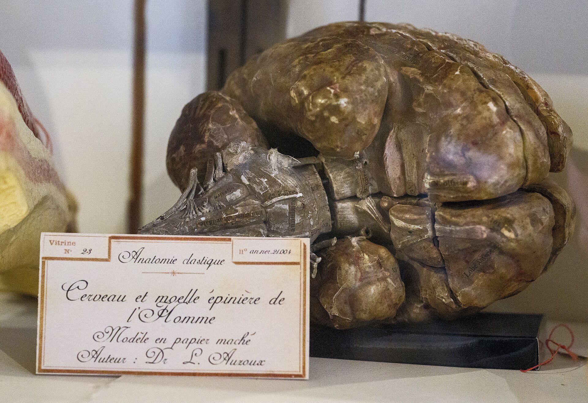 A model of the human brain divided into sections, with small printed labels on its surface.