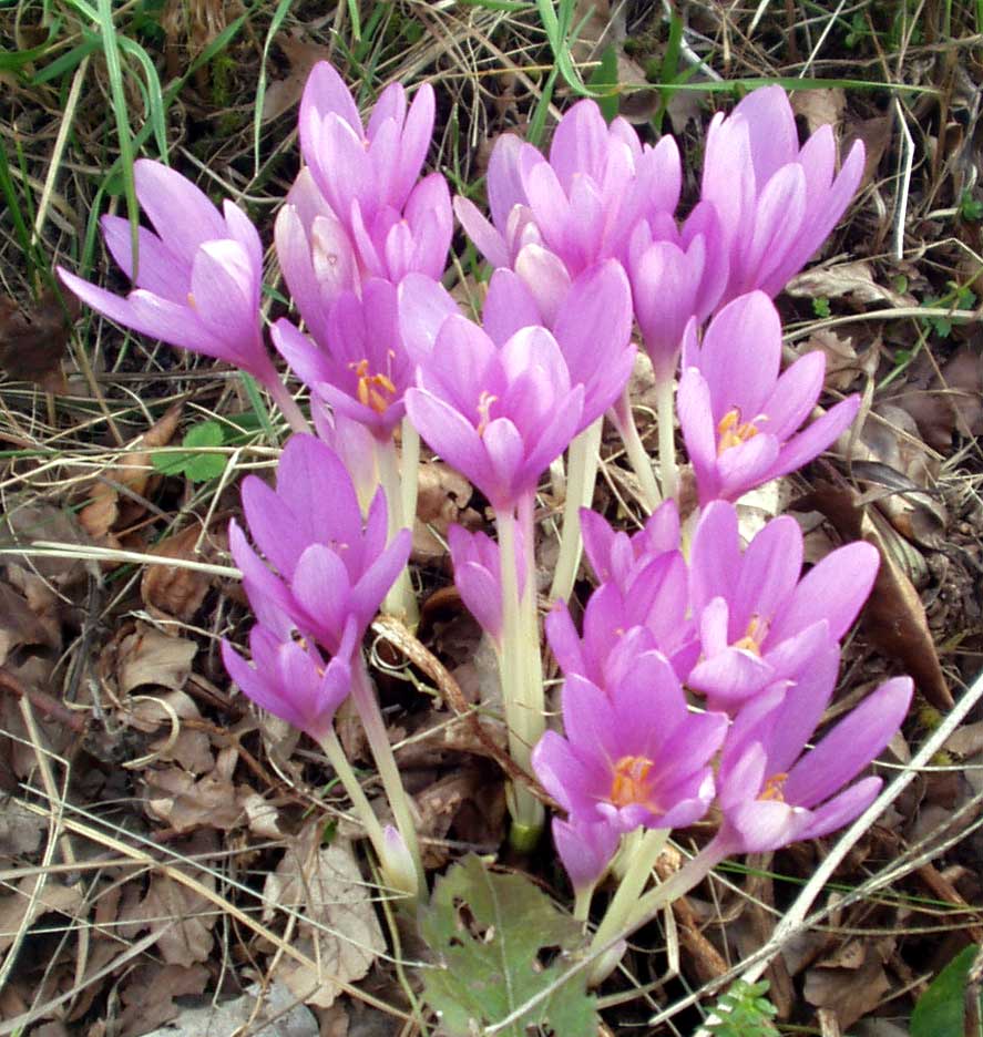 Pink meadow-saffron flowers growing without leaves.