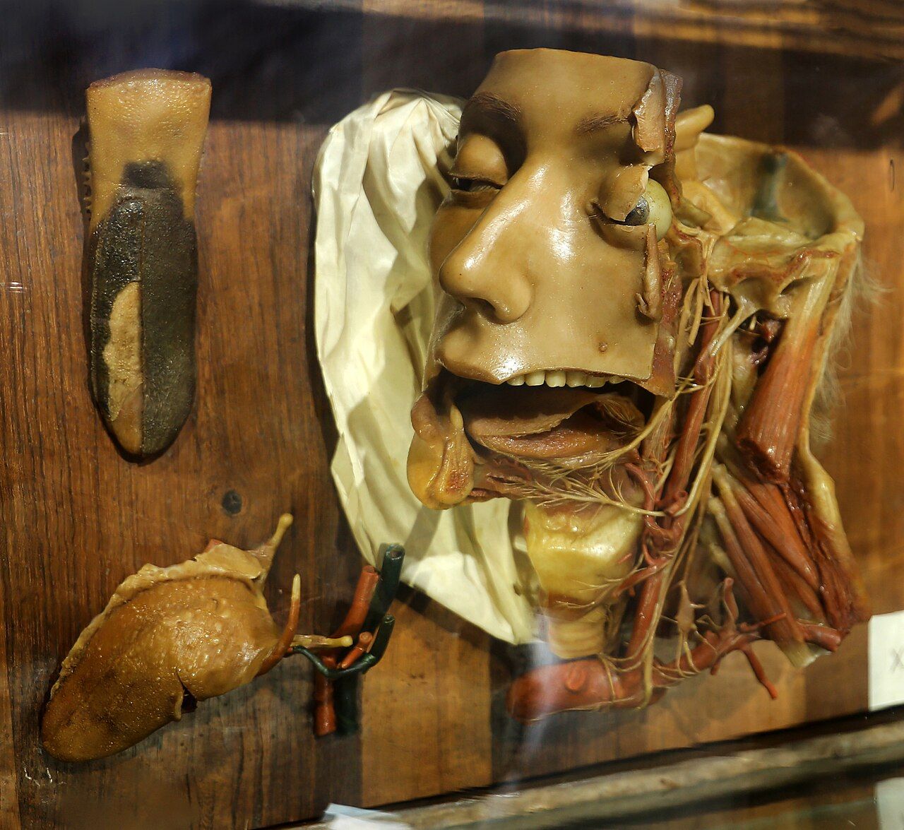 A dissected wax head with the tongue and throat exposed, beside separate tongue preparations.