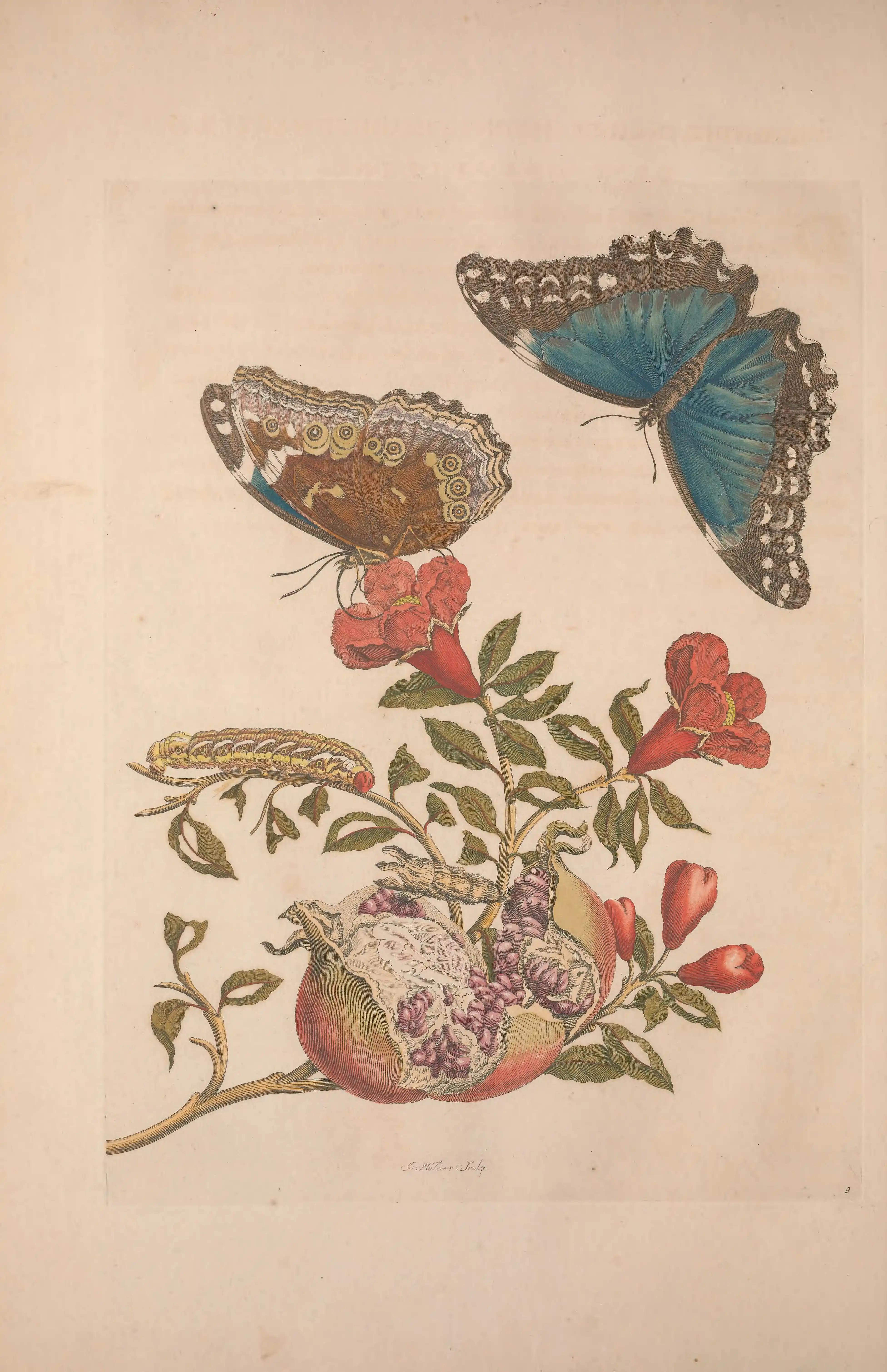 A blue butterfly and its brown underside above a pomegranate branch.