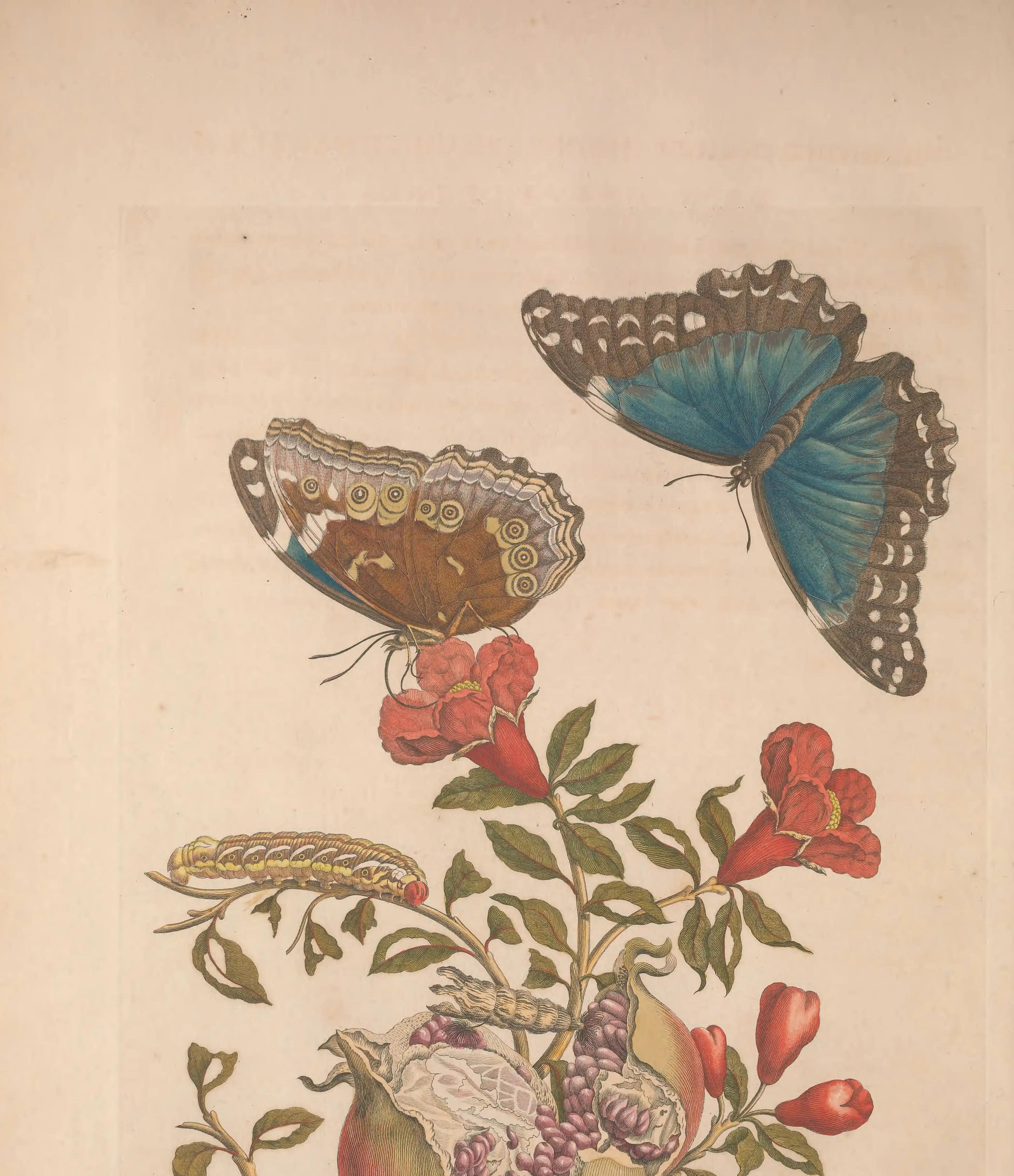 A blue butterfly and its brown underside above a pomegranate branch.