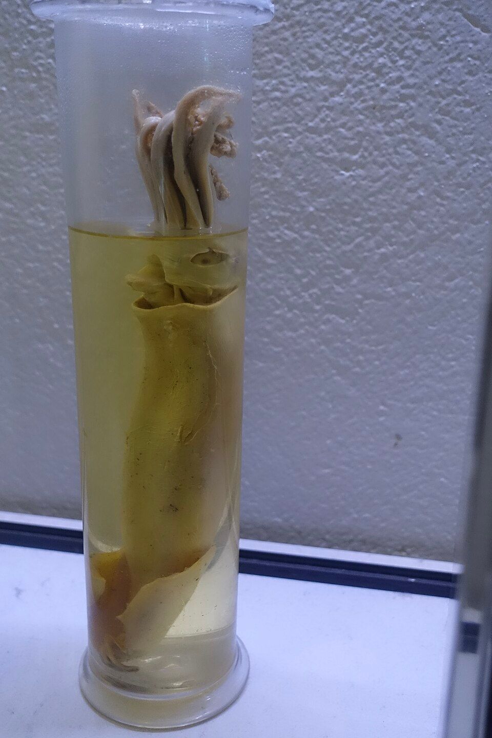 A squid preserved in yellowish fluid inside a tall cylindrical glass specimen jar.