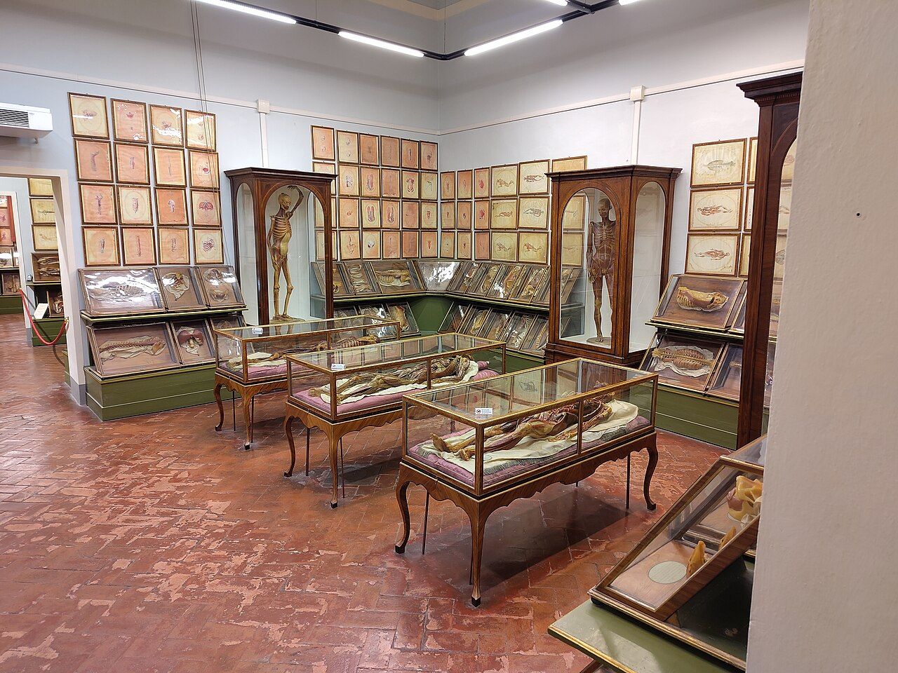 A museum room with glass-topped cases, full-length wax figures and anatomical drawings covering the walls.