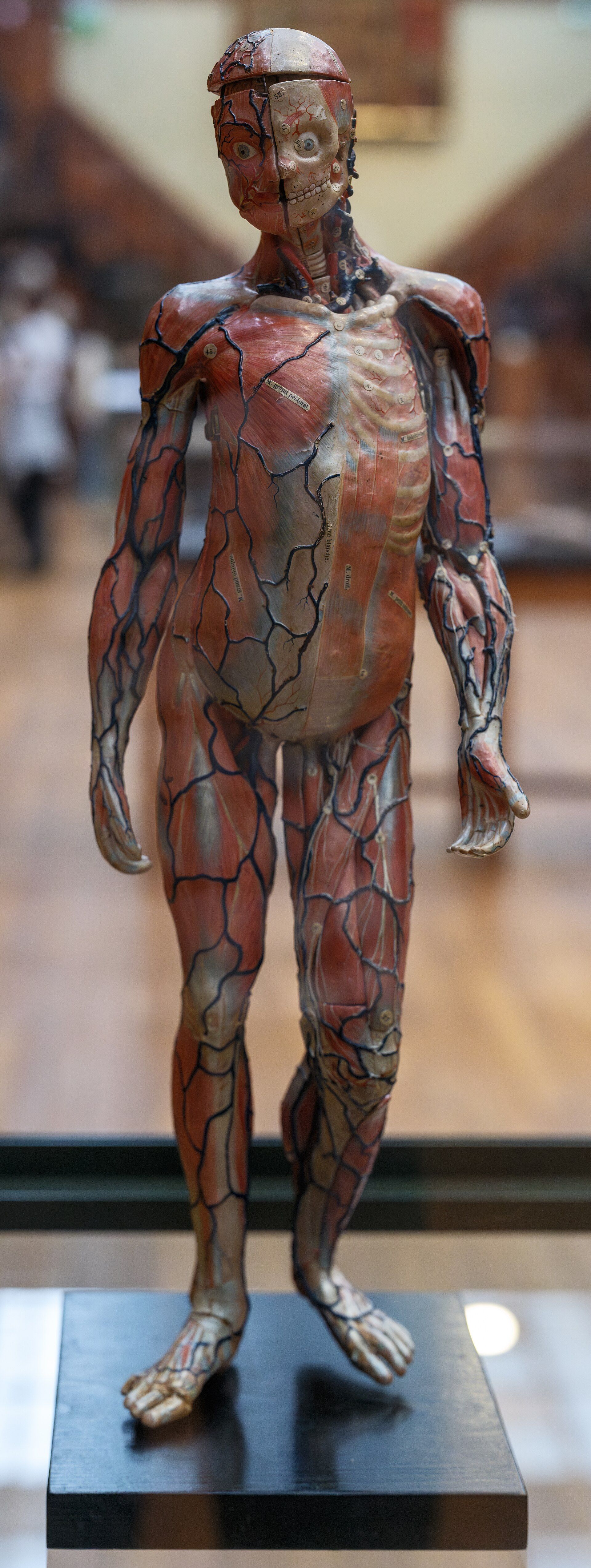 A standing anatomical man with muscles, vessels and removable sections of the torso.